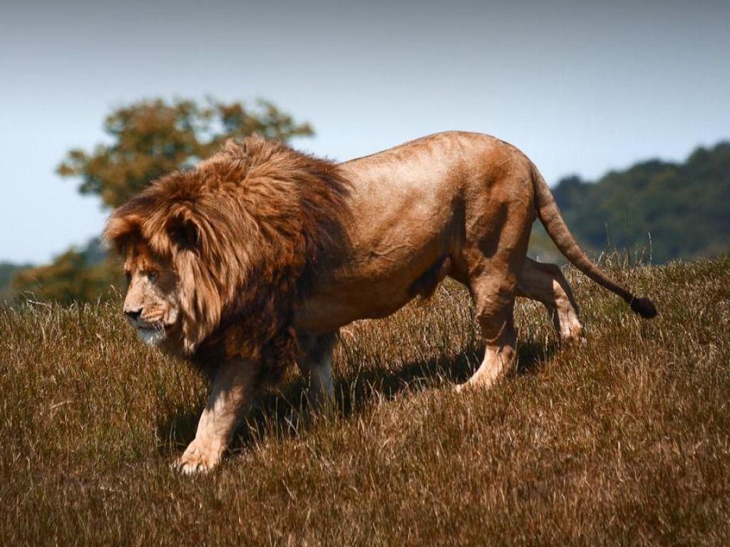 1024x768 Male Lions Wallpaper