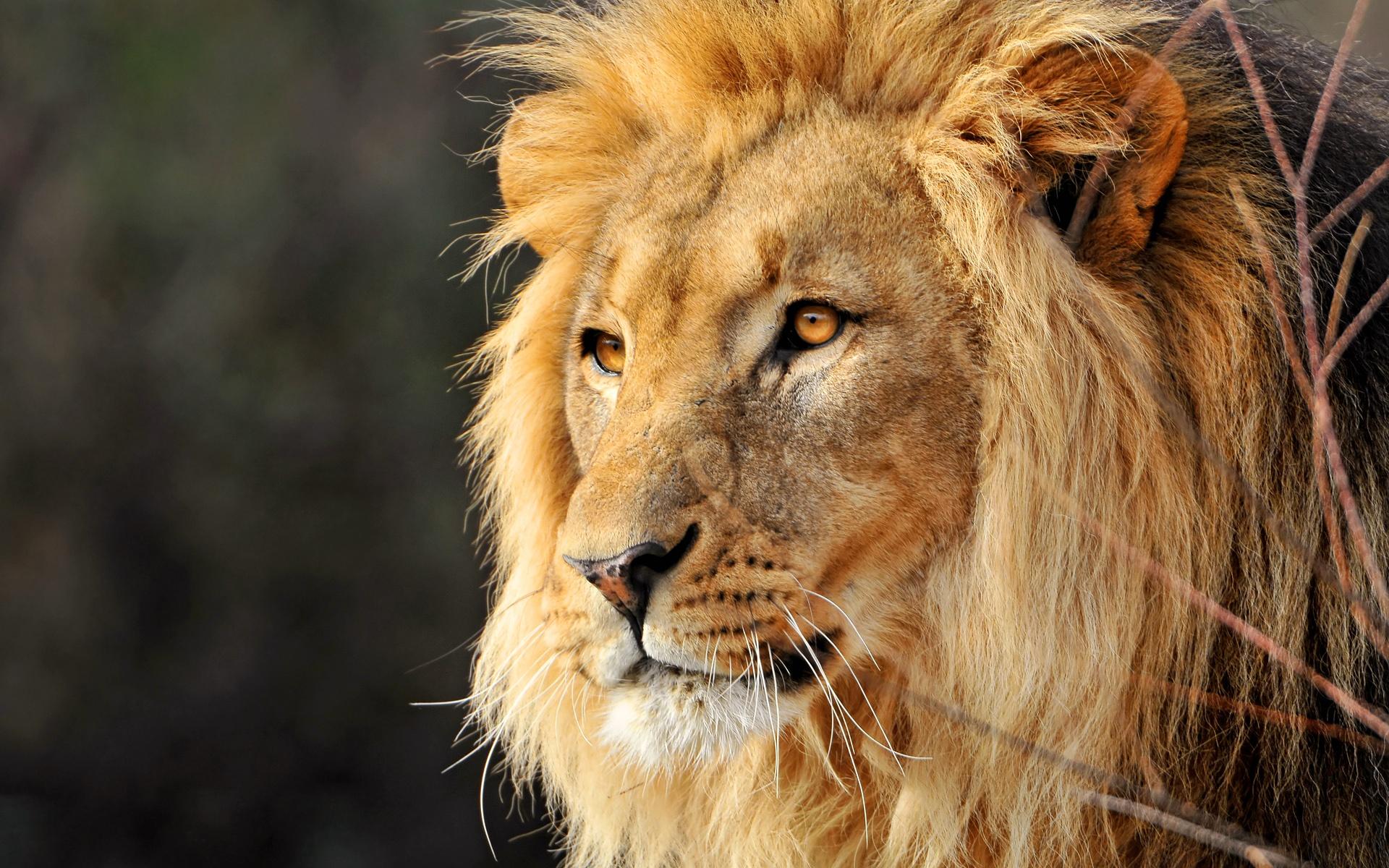 1920x1200 beautiful male lion wallpaper