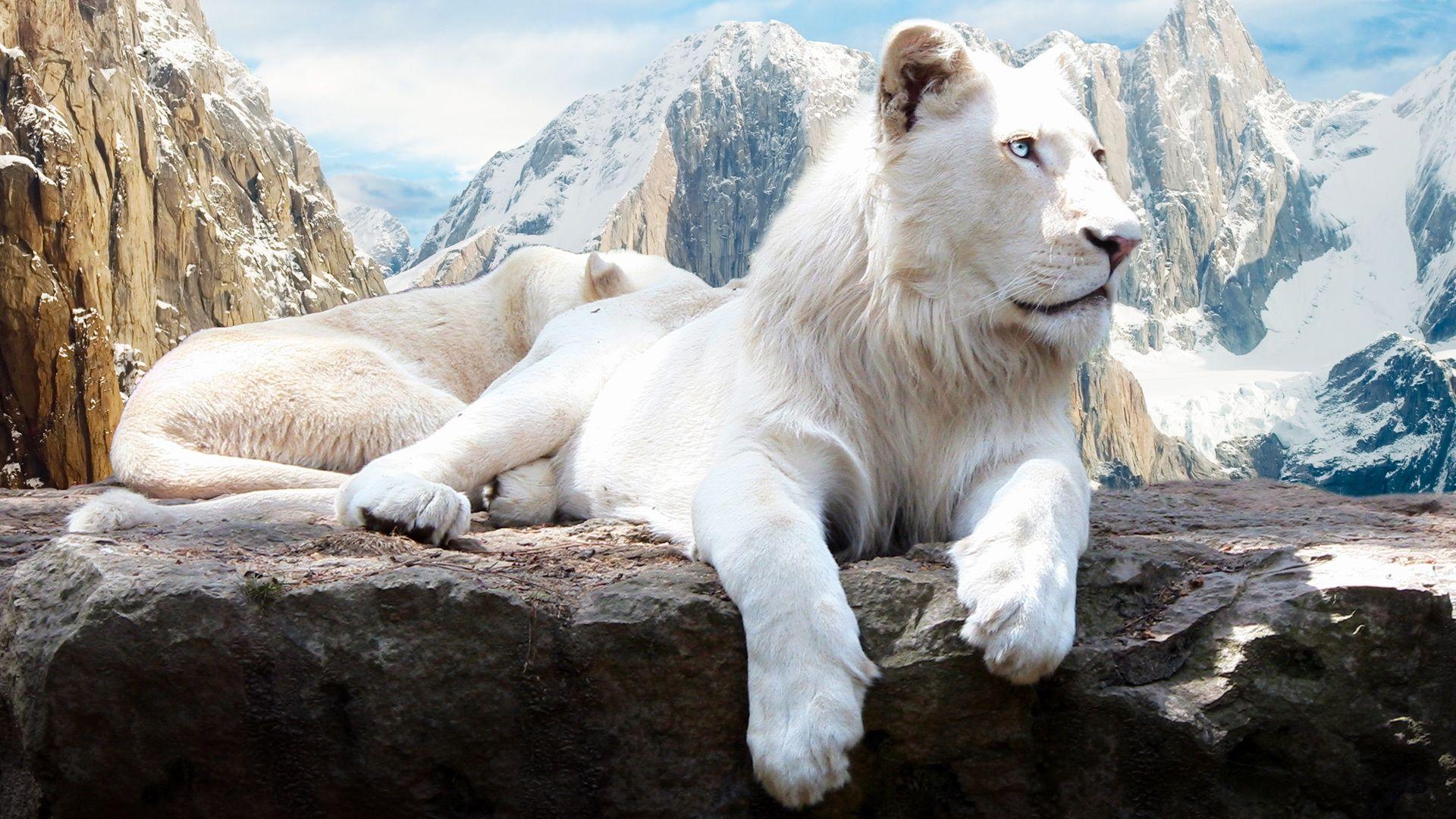 Scary Lion Wallpapers - Top Free Scary Lion Backgrounds - WallpaperAccess