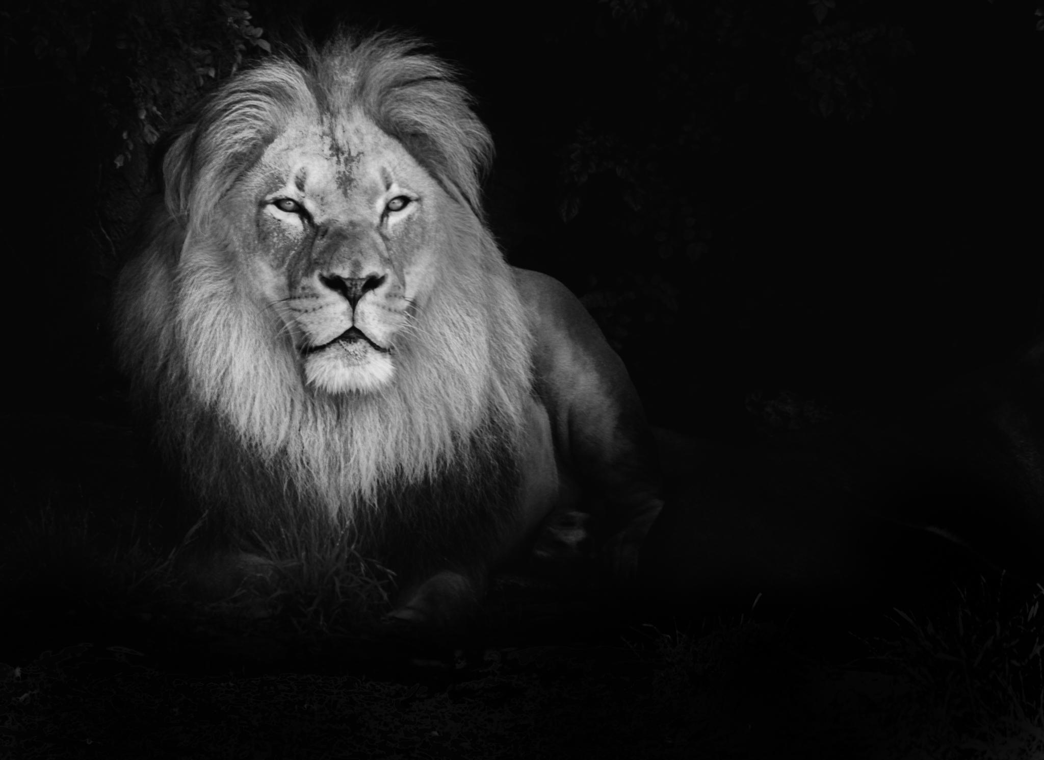 Scary Lion Wallpapers - Top Free Scary Lion Backgrounds - WallpaperAccess