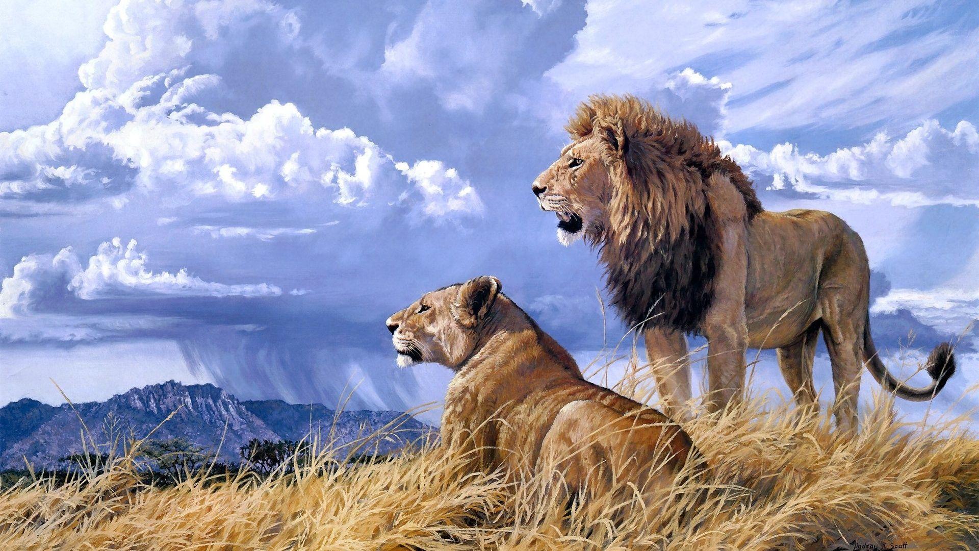 1920x1080 Femle Male Lions Wallpaper HD Wallpaper 1920x1080