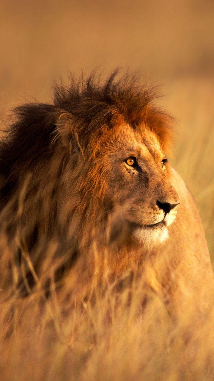 720x1280 Lion HD Live Wallpaper For Huawei Lions, Download Wallpaper