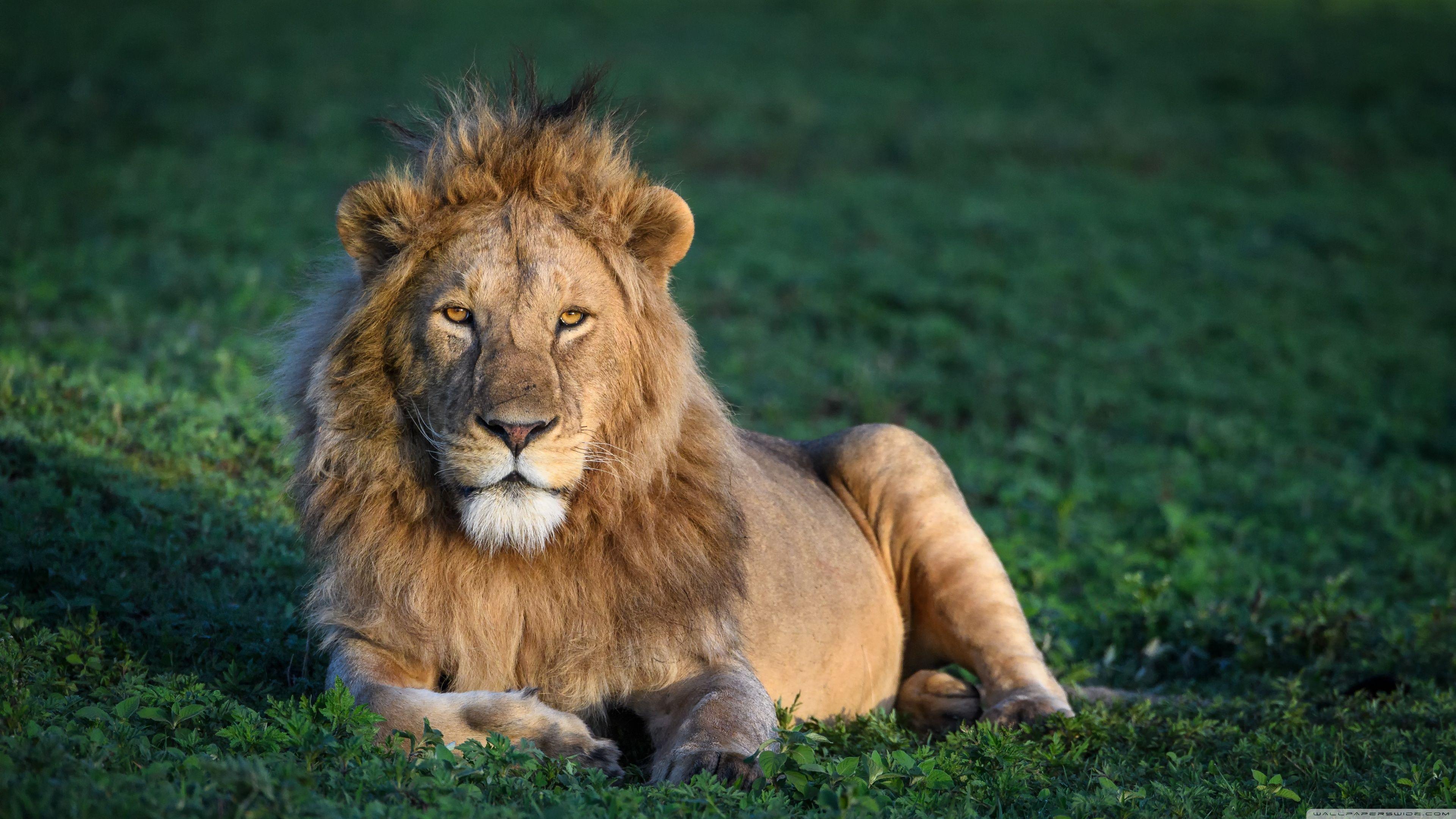 3840x2160 Male Lion Wallpaper HD