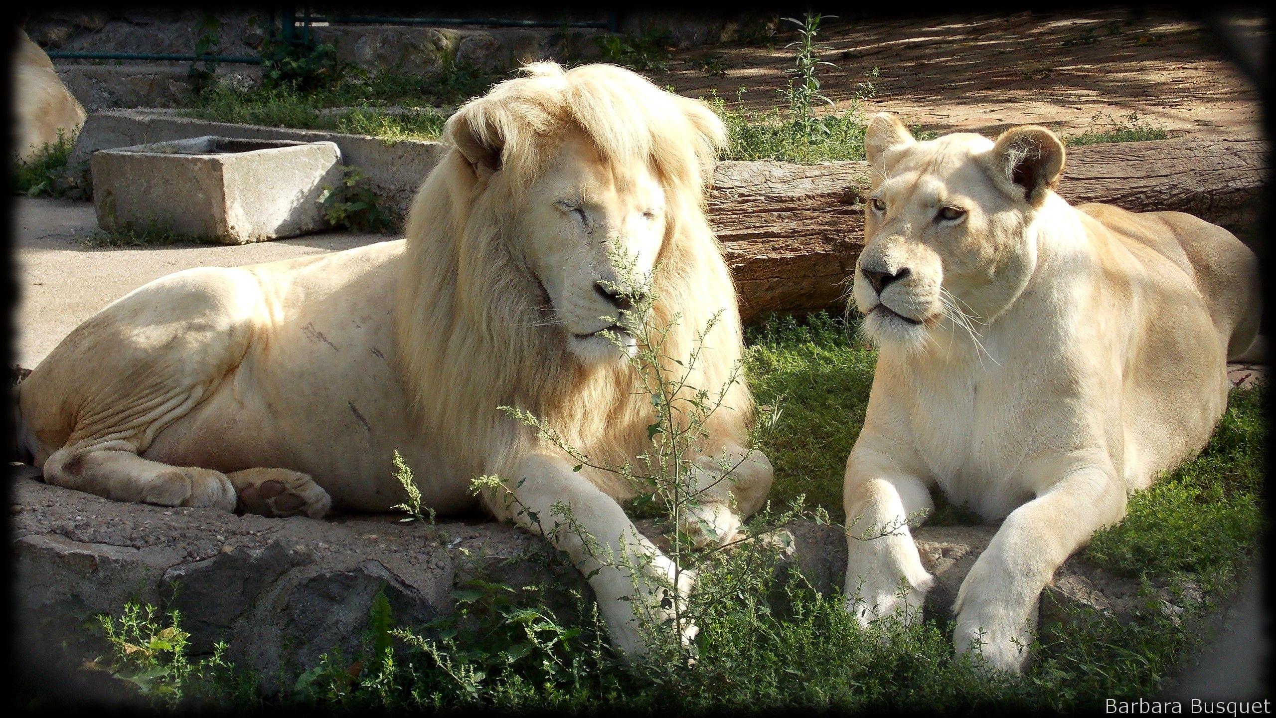 2560x1440 Lion image's HD Wallpaper