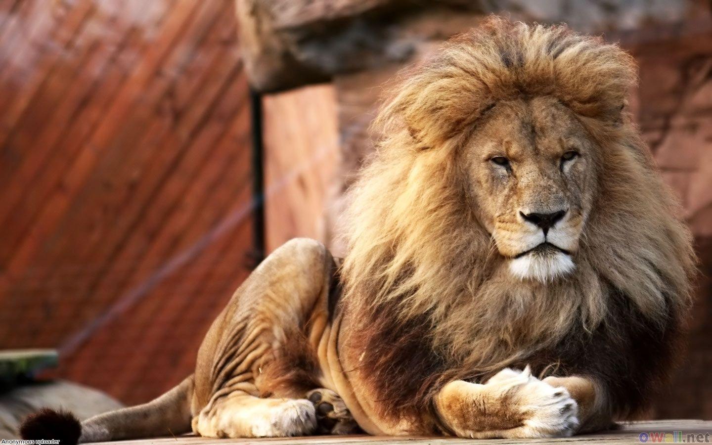 1440x900 Male Lion Wallpaper. Fun Animals Wiki, Videos, Picture, Stories. Lion picture, Male lion, Animals
