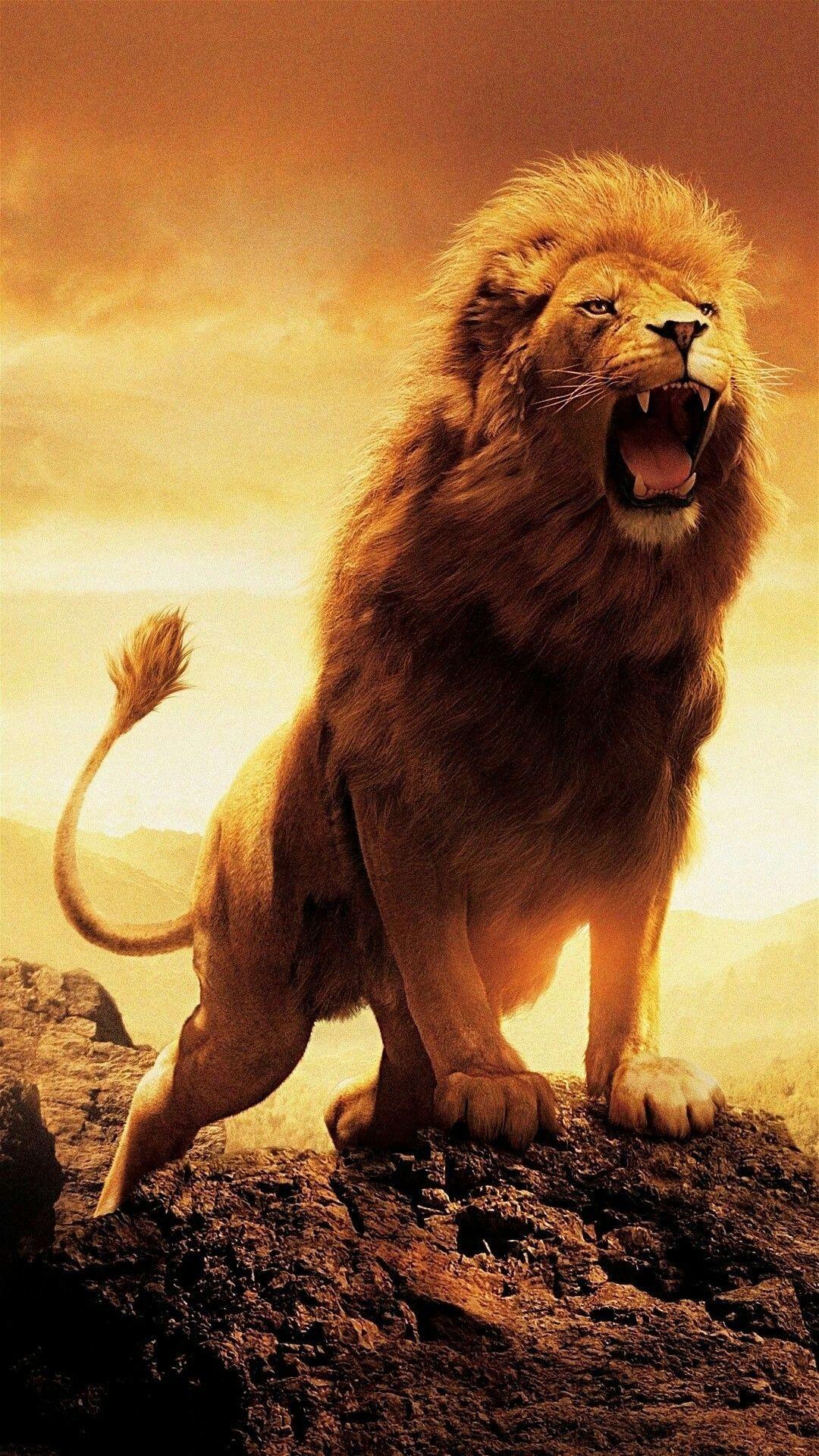 Scary Lion Wallpapers - Top Free Scary Lion Backgrounds - WallpaperAccess