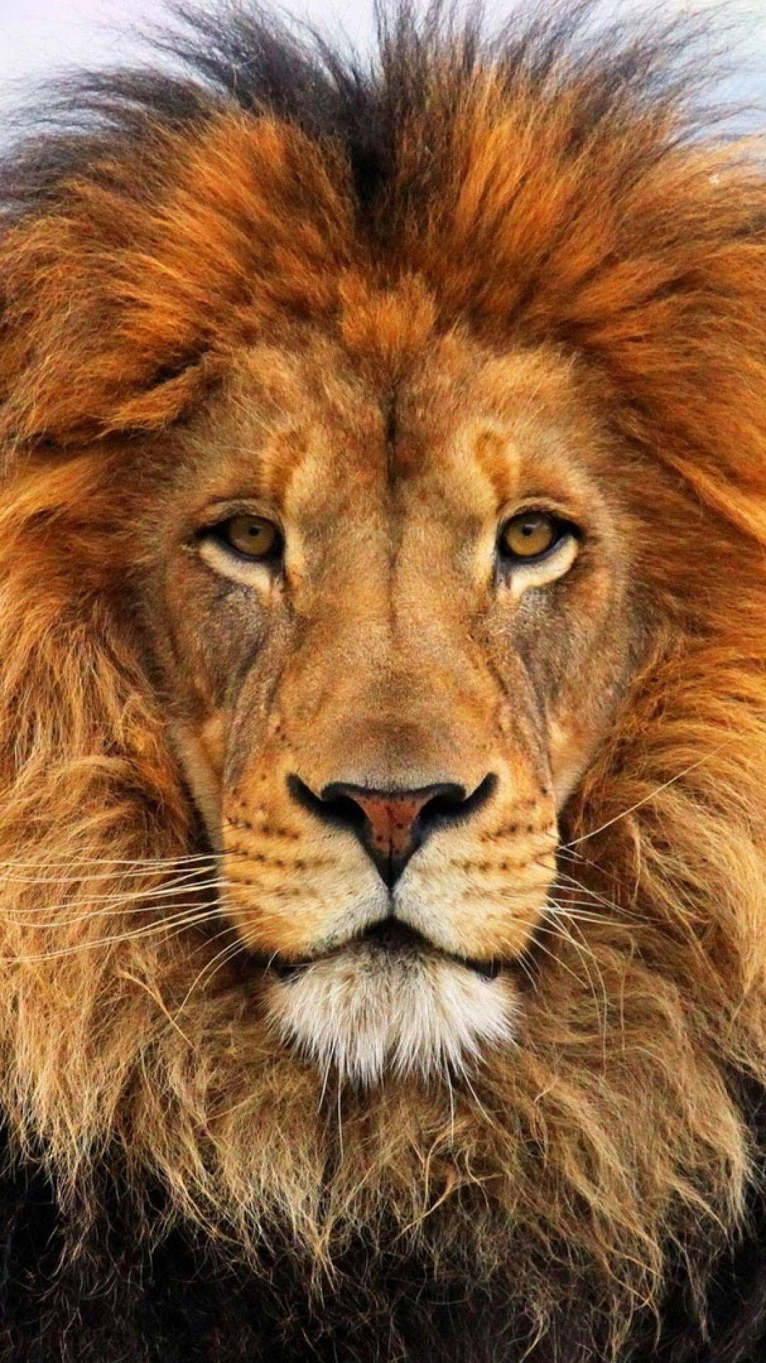 1080x1920 Wallpaper face, eyes, lion, fur, mane. Animals, Cute animals, Animals wild