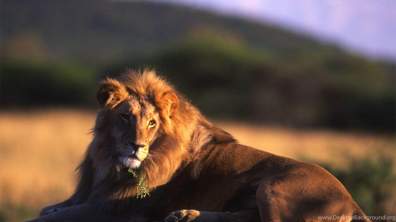 1366x768 Wallpaper: Male Lion Wallpaper Desktop Background
