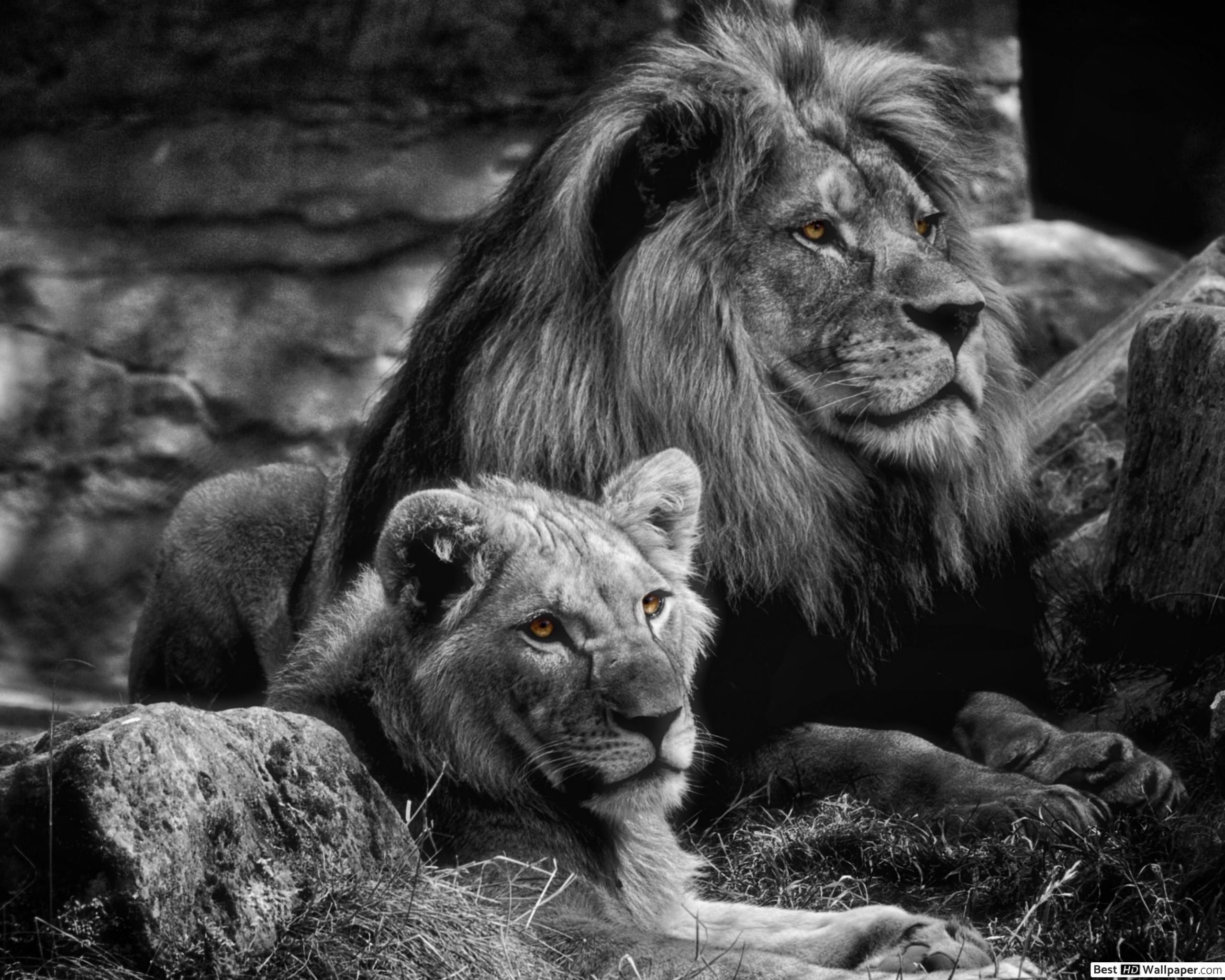 2560x2048 Male and Female Lion HD wallpaper download
