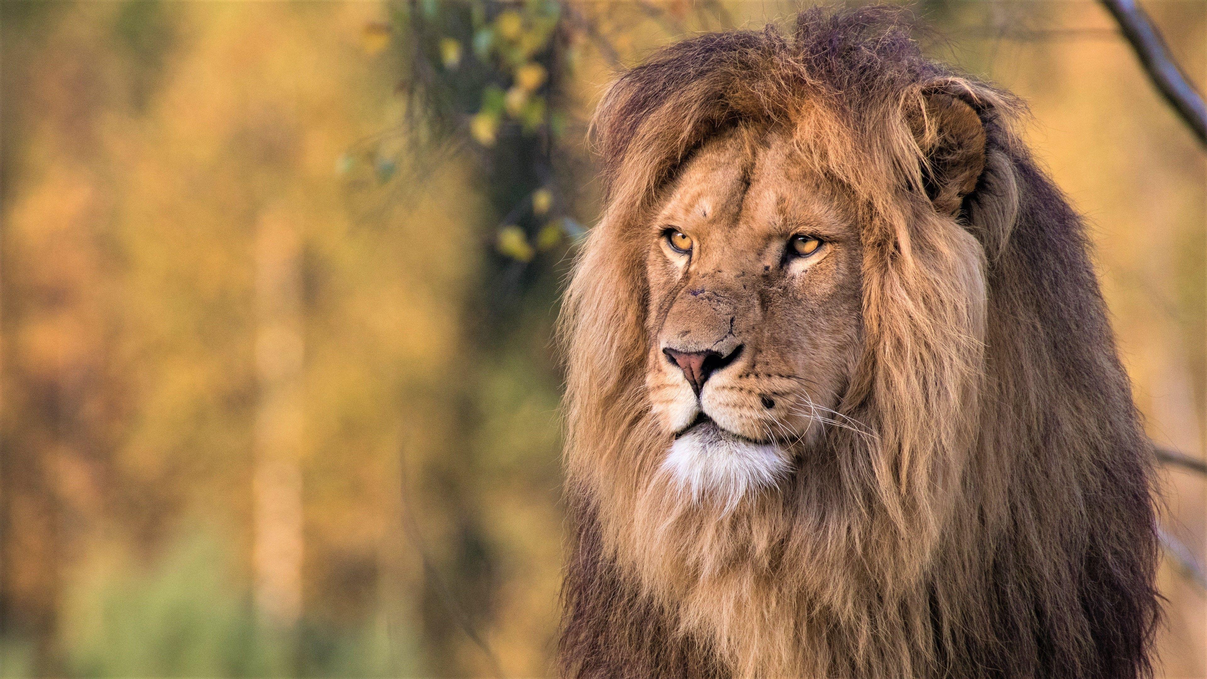 3840x2160 Lion 4k Wallpaper