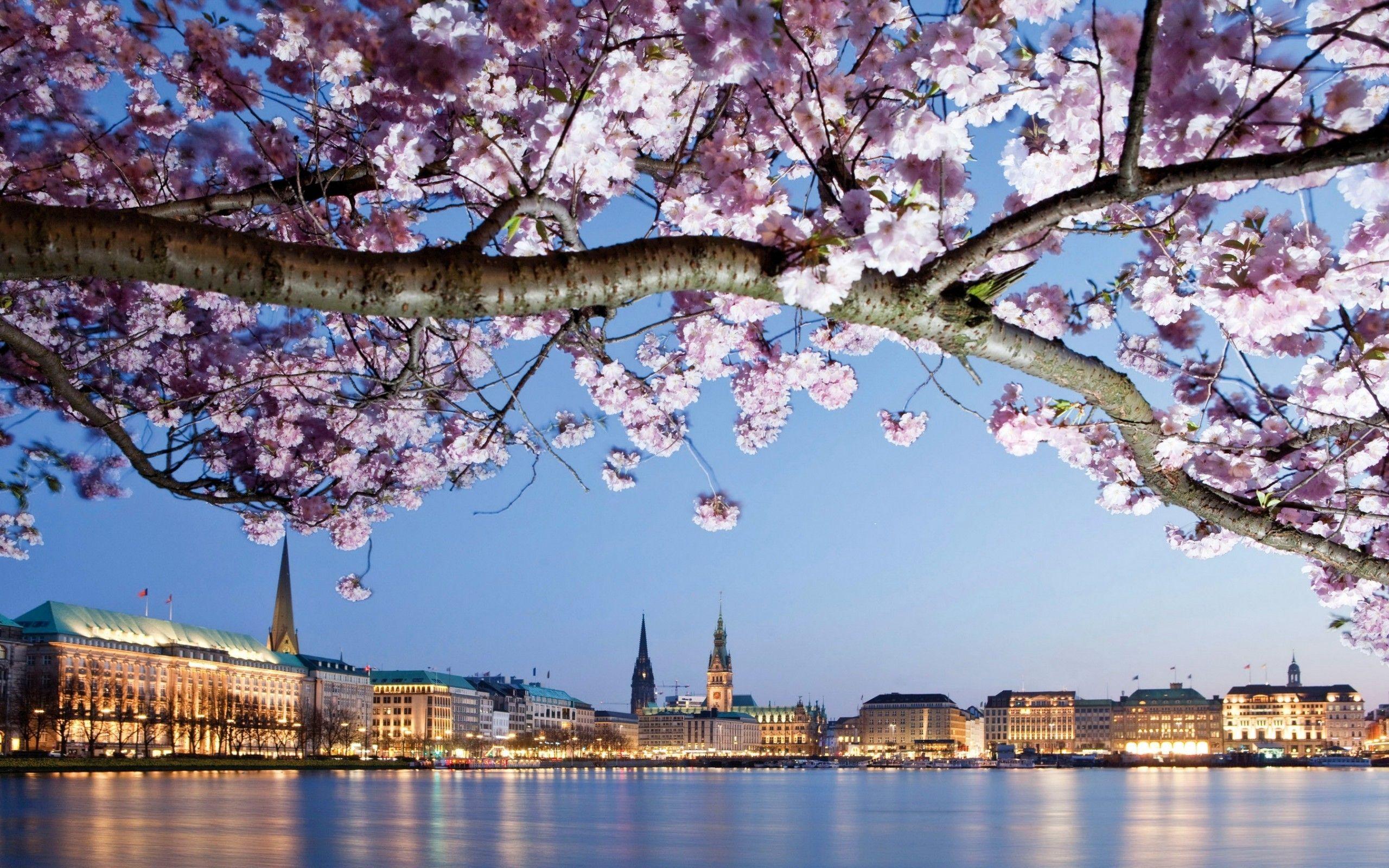 2560x1600 Download 2560x1600 Pink Flowers, Blossom, Germany, Hamburg, Buildings, River Wallpaper for MacBook Pro 13 inch