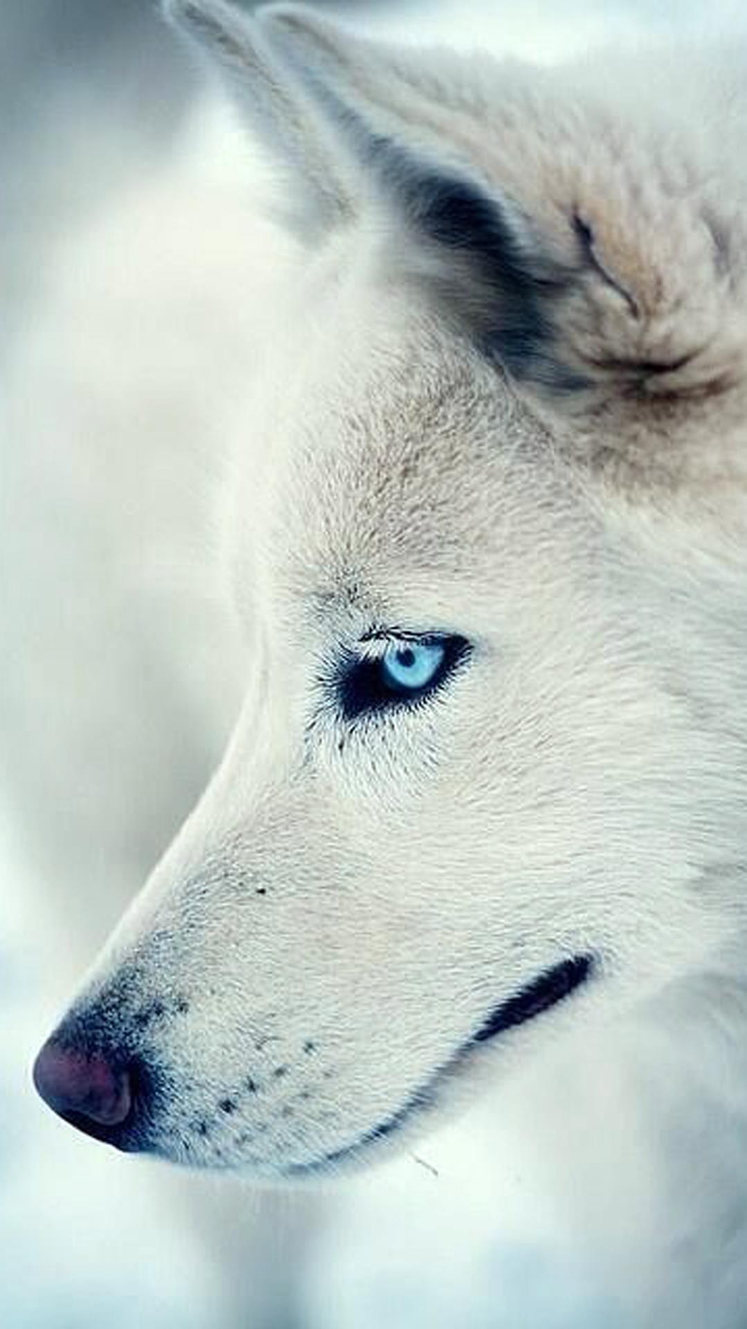 1080x1920 Wolf Wallpaper White
