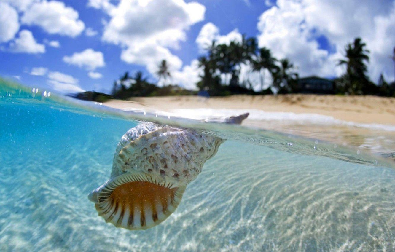 1332x850 Wallpaper ocean, Tahiti, shell, floating, blue lagoon, clear water image for desktop, section макро