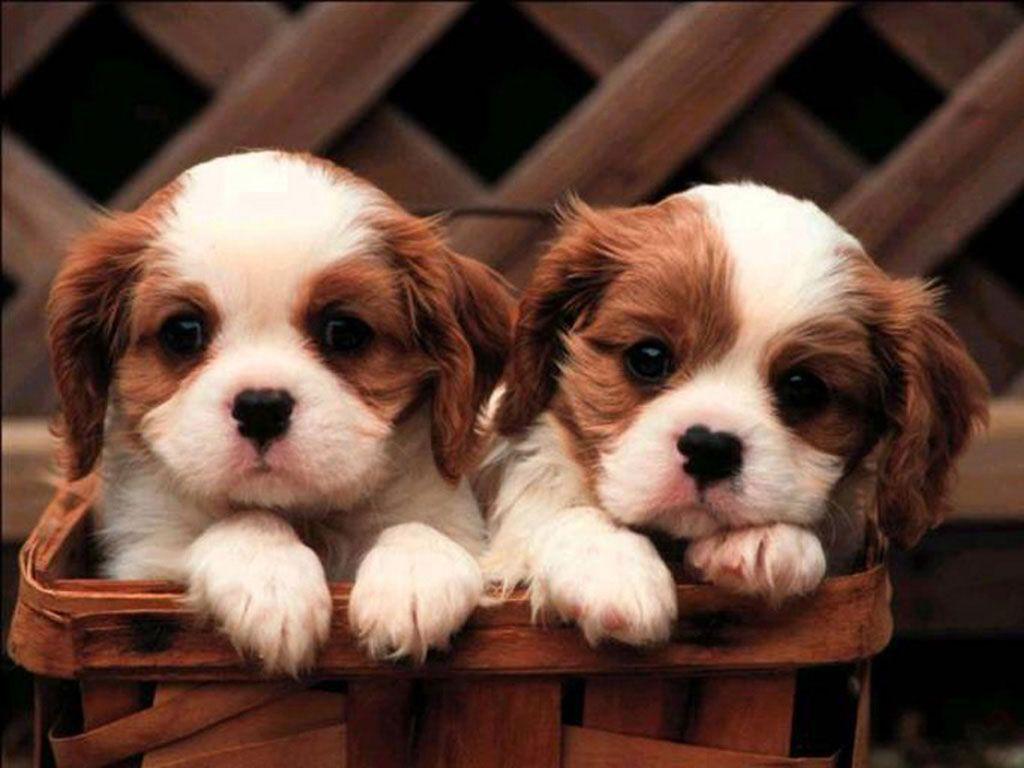 Cute Puppy Wallpapers - Top Free Cute