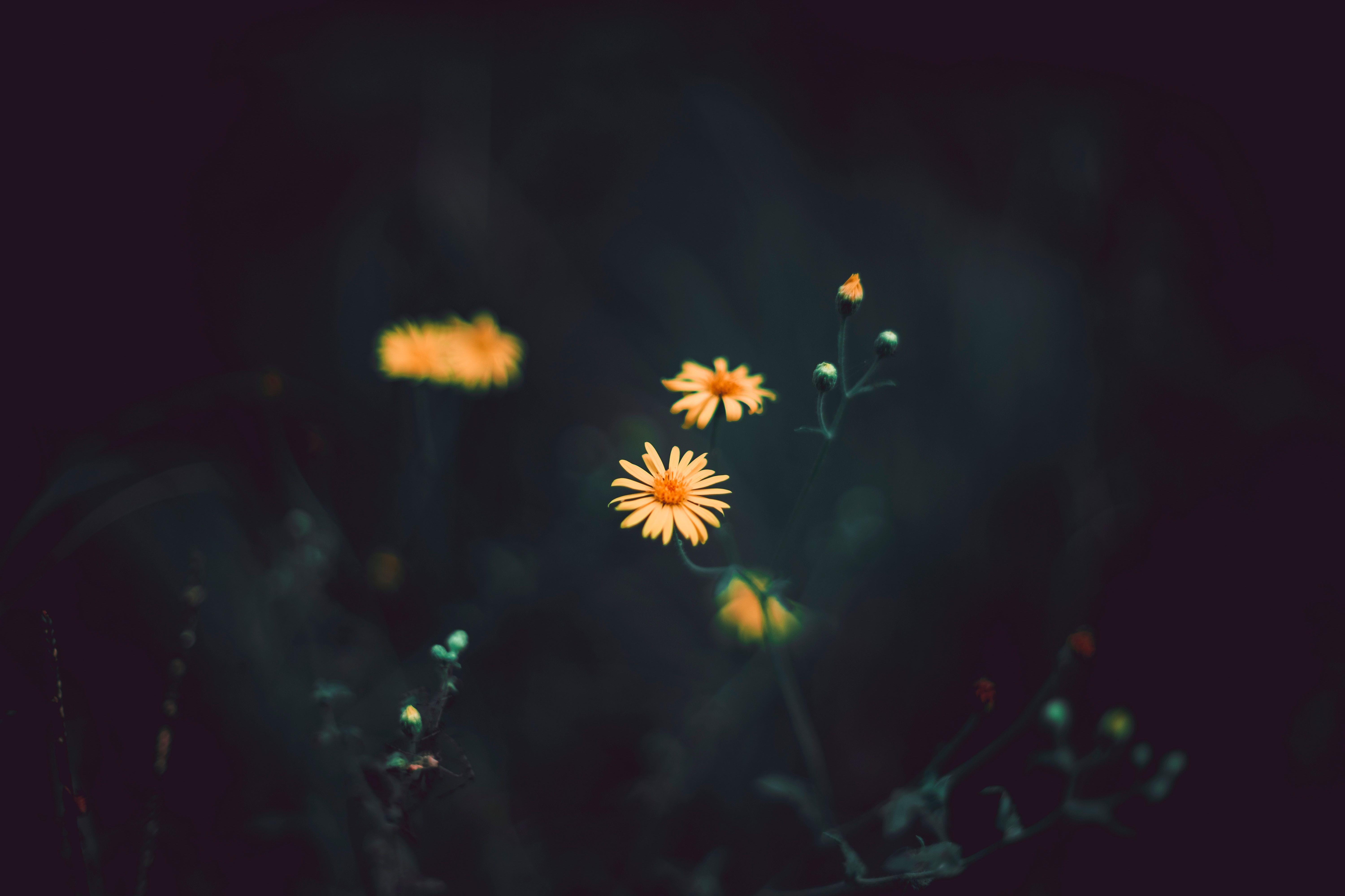 6000x4000 6000x4000 dark, orange, wallpaper, yellow, alpha, nature, background, weeds, petal, sony, PNG image, plant, a wildlife, daisy, happy, light, summer, outdoors, flower, bokeh. Mocah.org HD Desktop Wallpaper