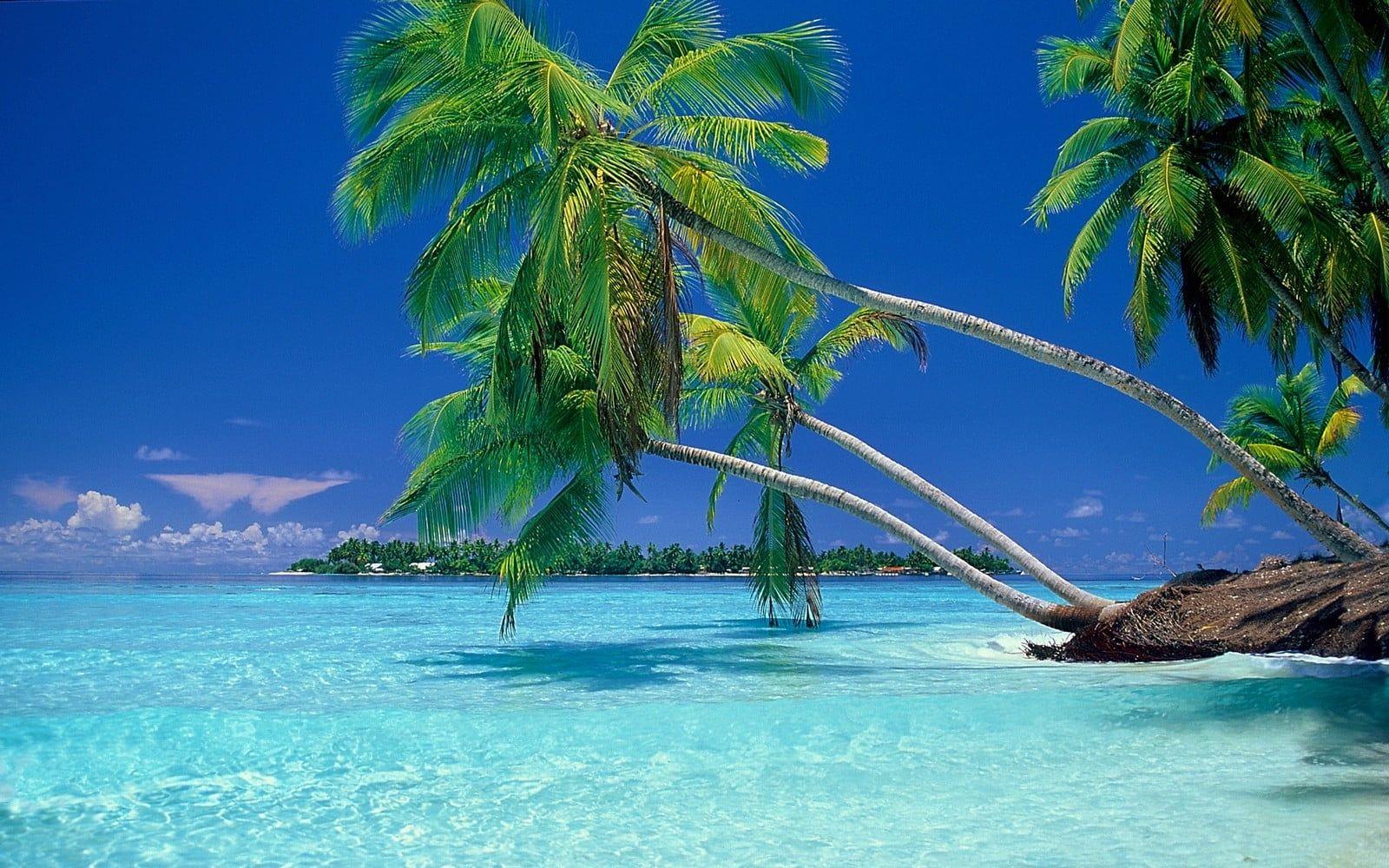 1600x1000 Nature Wallpaper • Green coconut palm tree, nature, landscape, beach, tropical, sea wallpaper • Wallpaper For You The Best Wallpaper For Desktop & Mobile