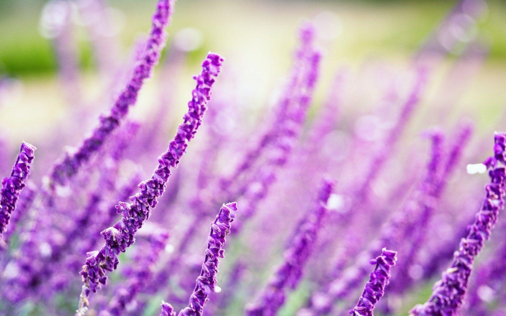 1680x1050 Macro Flowers Lavender Purple wallpaperx1050
