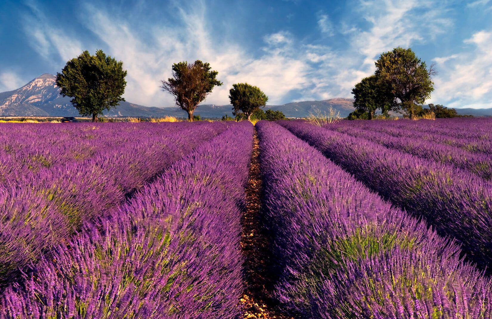 1650x1070 Lavender Field Wallpaper Mural