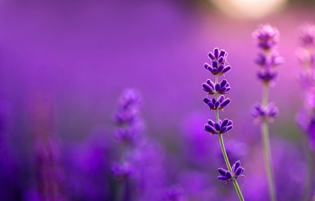 1332x850 Wallpaper lavender, bokeh, all purple image for desktop, section макро