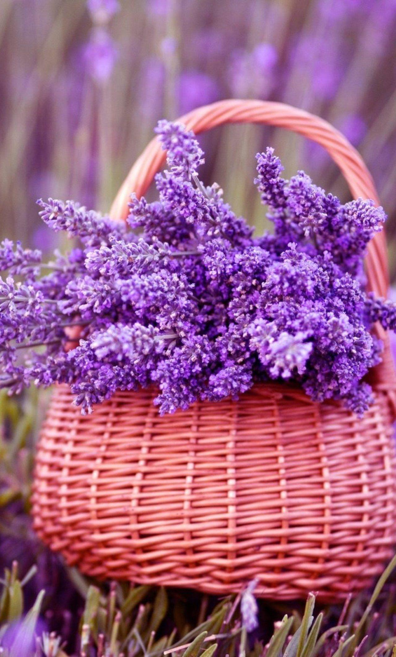 1280x2120 Basket Of Lavender Purple Flower iPhone 6 plus Wallpaper, HD Flowers 4K Wallpaper, Image, Photo and Background