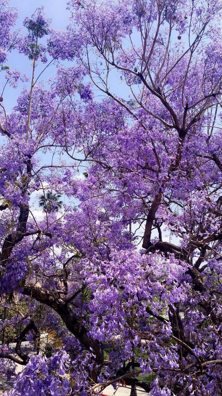 720x1280 tree #trees #purple #pretty #wallpaper #outdoors #earth #nature #beautiful #amazing #lavender #violet