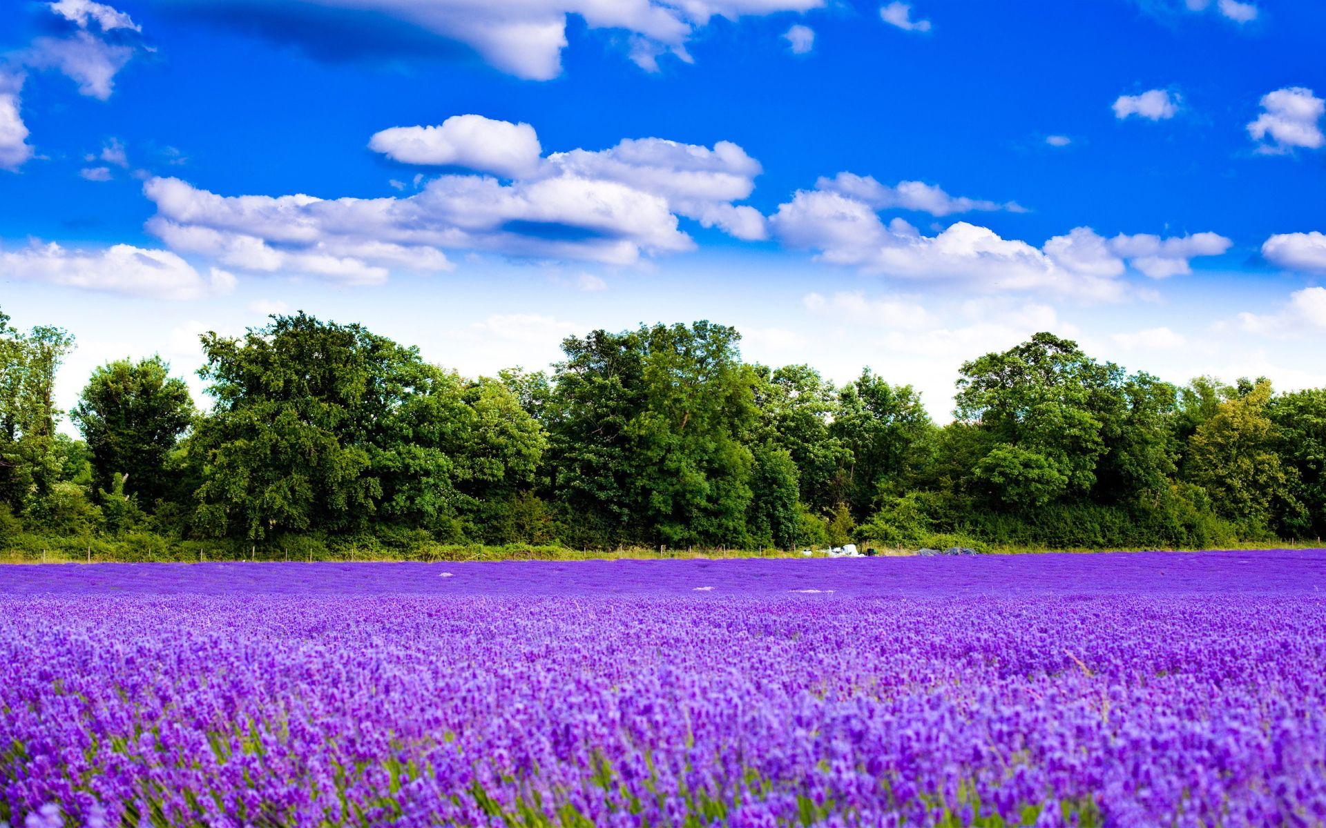 1920x1200 Purple Lavender