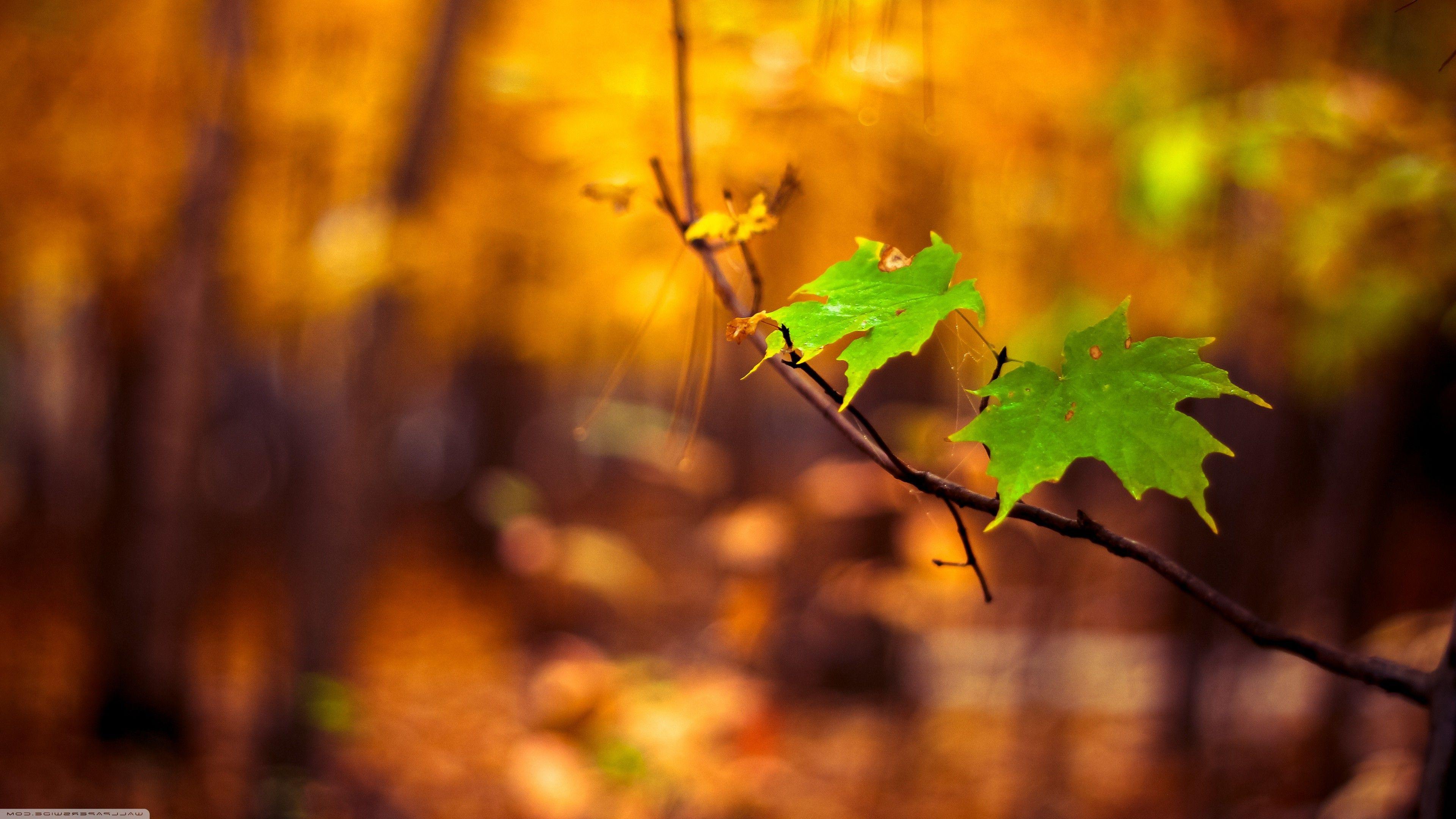 3840x2160 nature, Macro, Leaves, Blurred Wallpaper HD / Desktop and Mobile Background