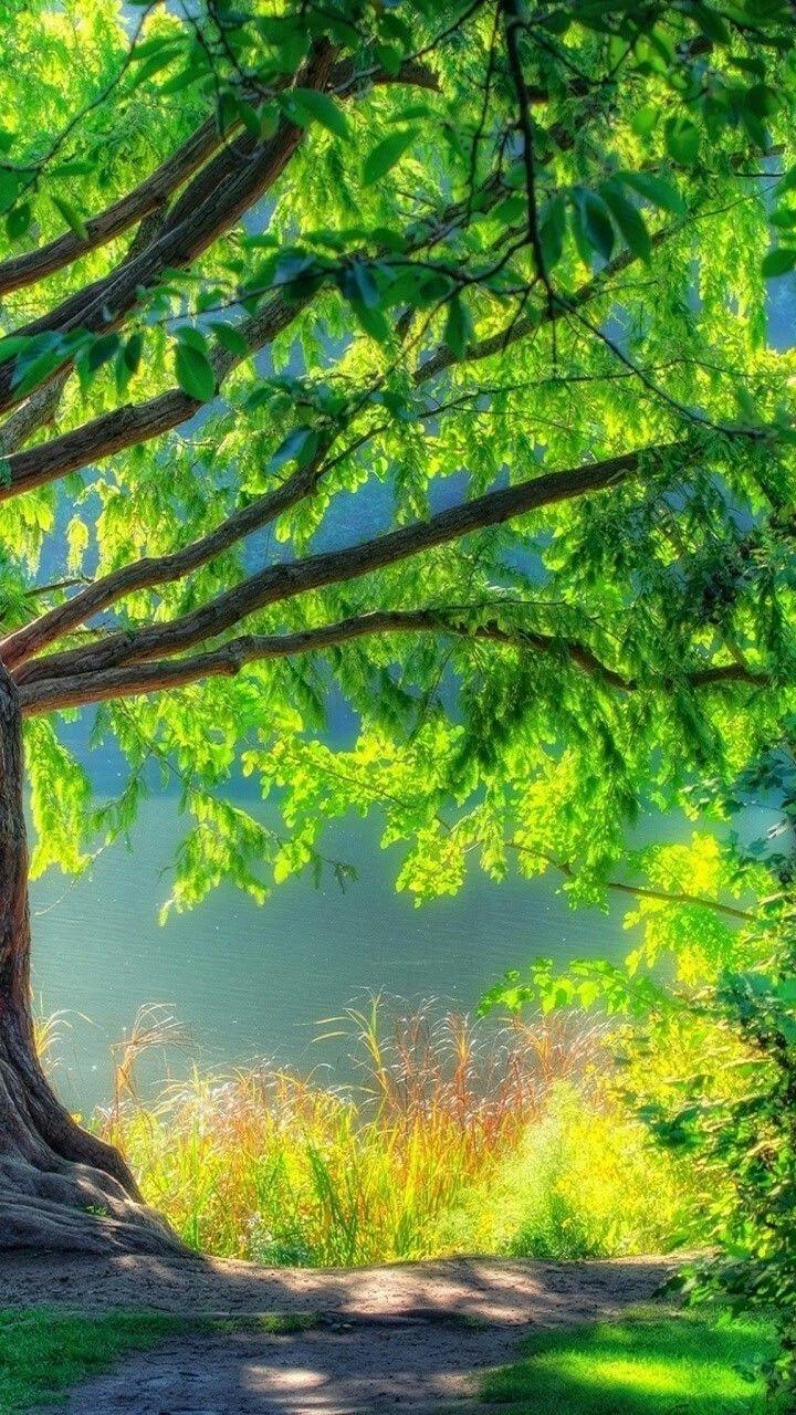 720x1280 Naturaleza. Blurred background photography, Blur background photography, Best background image