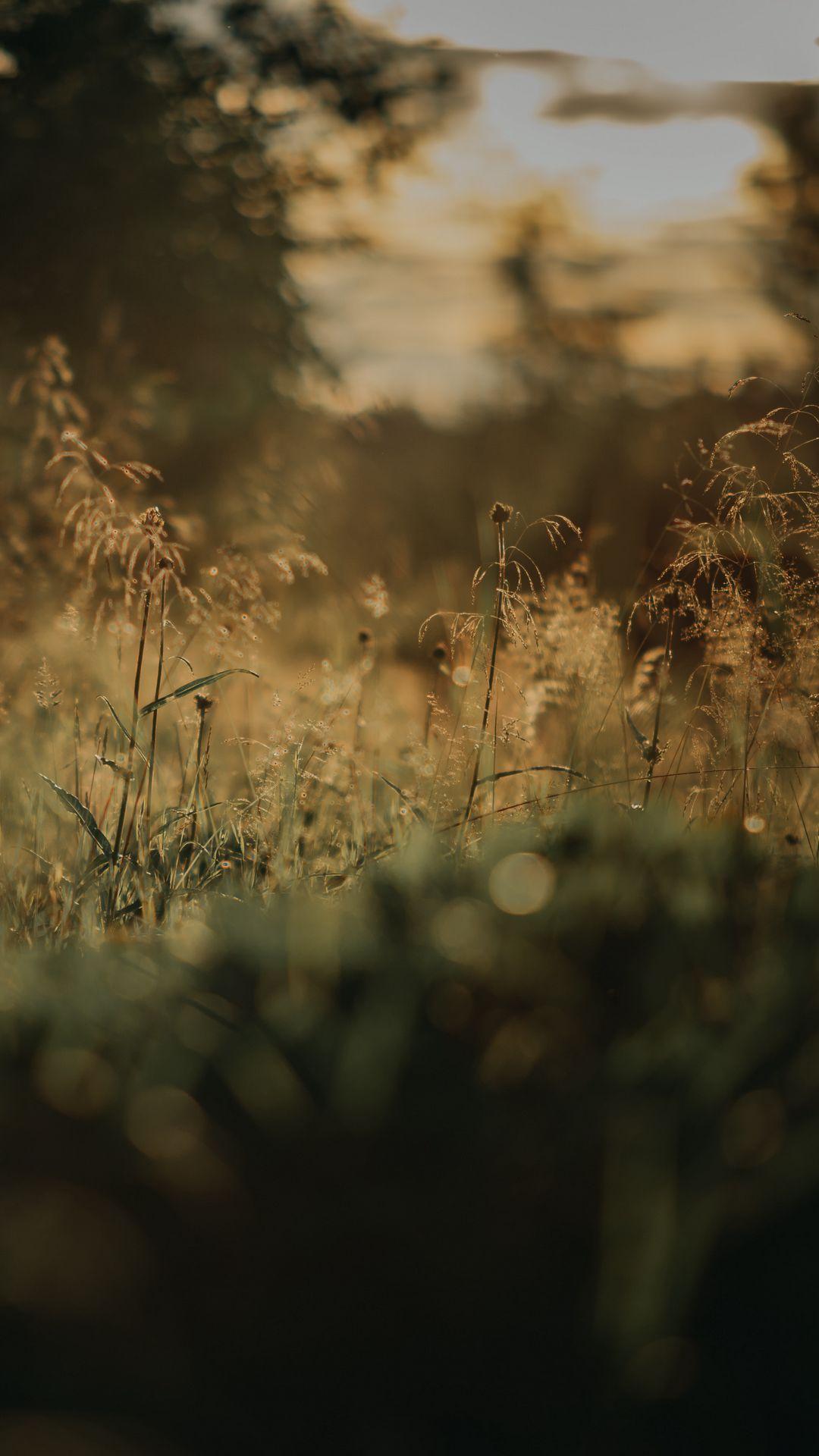 1080x1920 Download wallpaper 1080x1920 grass, plants, blur, lawn, nature samsung galaxy s s note, sony xperia z, z z z htc one, lenovo vibe HD background