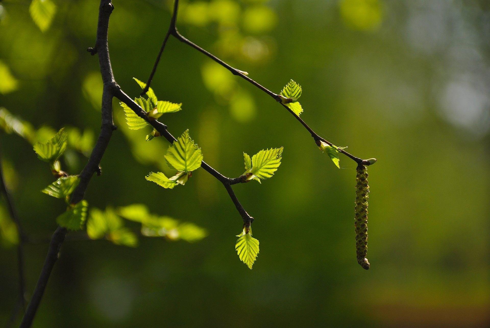 1920x1286 Nature, Blurred, Background, Leaves, Bud, HD Nature Wallpaper, branch, Peace, Tablet