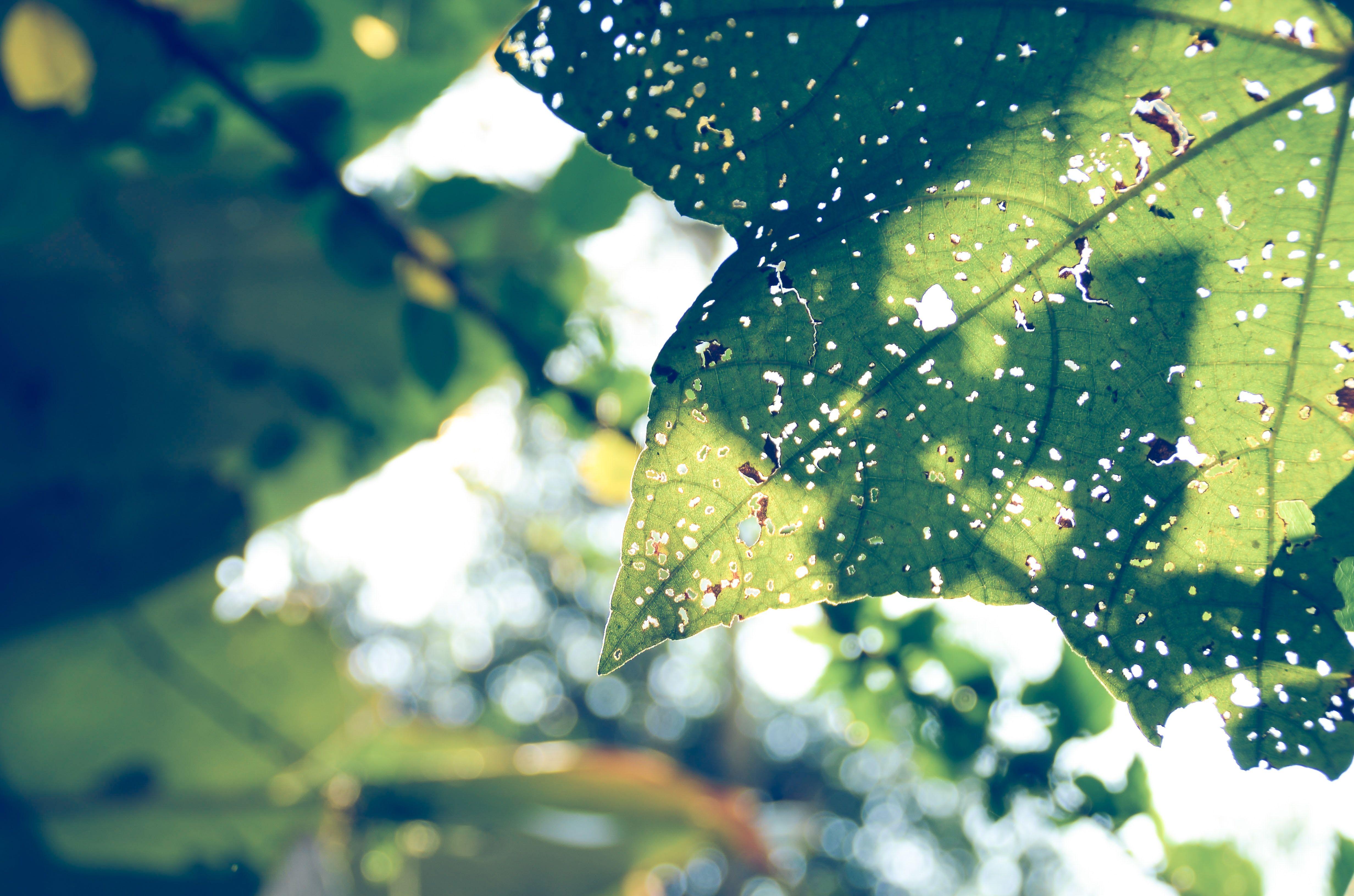 4928x3264 Free photo: Close Photography of Green Leaf, Nature wallpaper, Nature photography