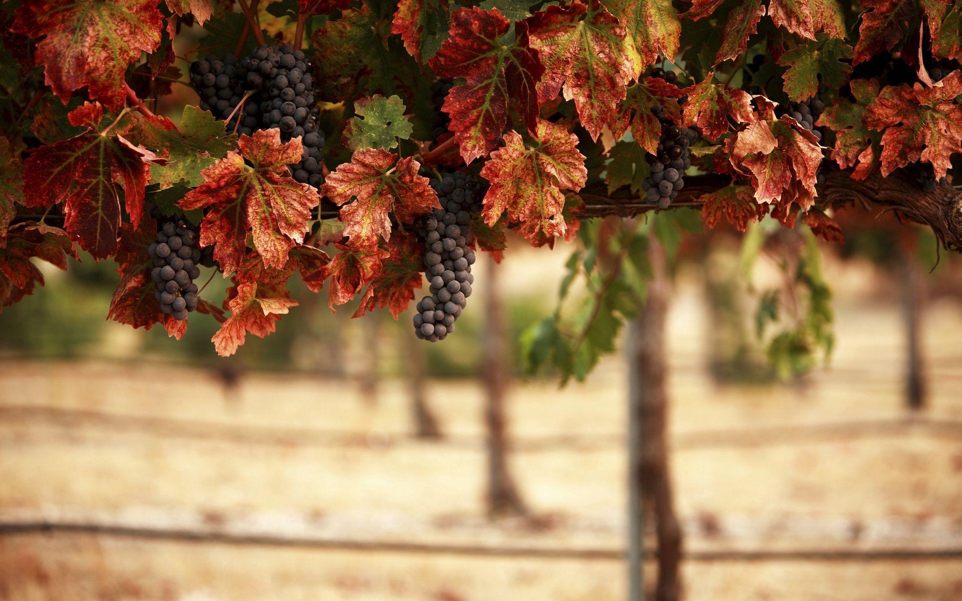 1920x1200 Download wallpaper 1920x1200 nature, leaves, blur, vineyard, grapes, landscape widescreen 16:10 HD background