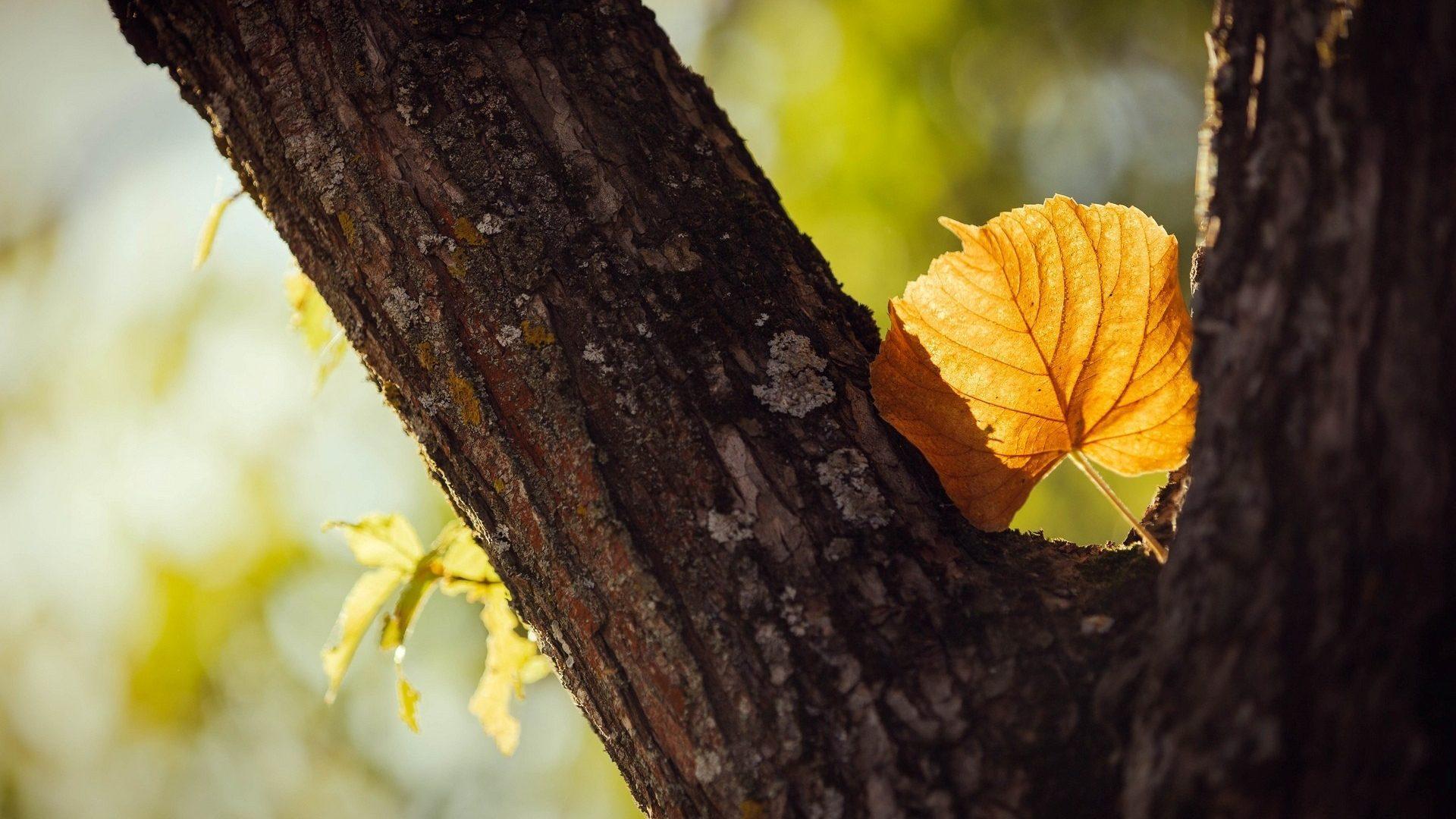 1920x1080 Blur Nature Background HD Full Screen