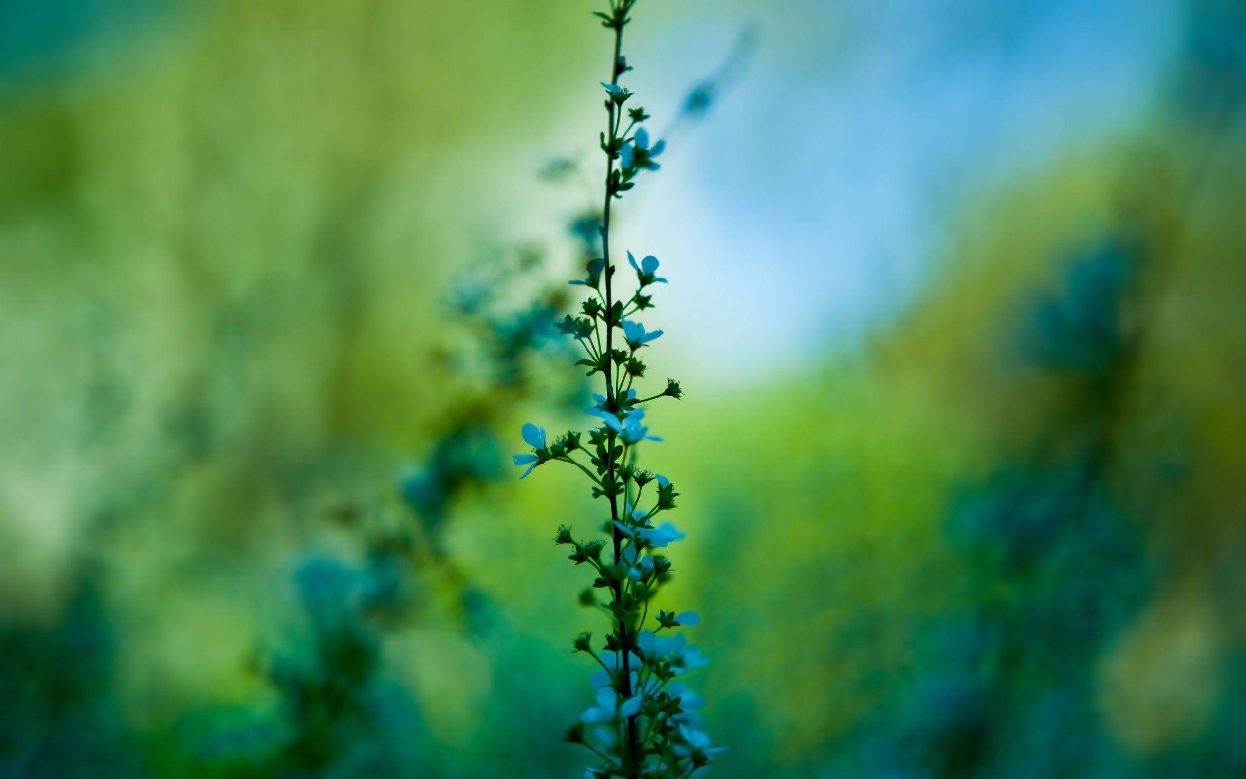 2560x1600 29++ Nature Wallpaper Blurred Backgroundnewgreenwallpaper.