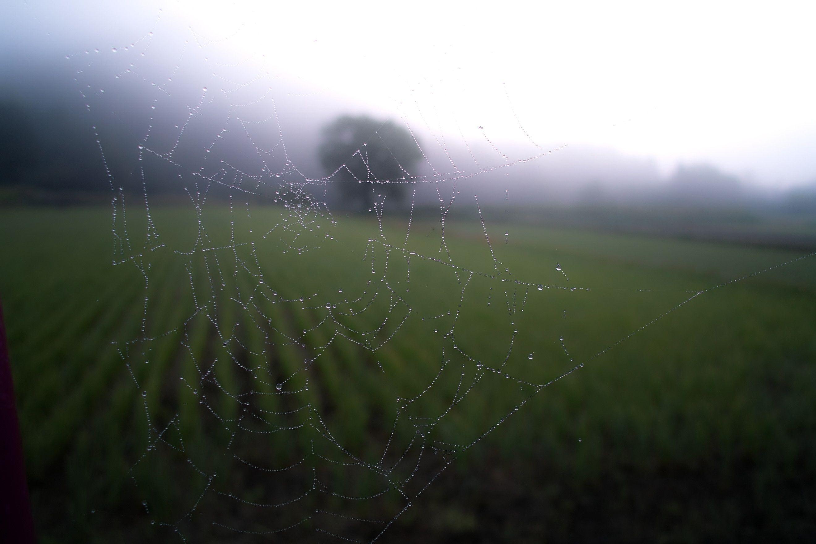 2640x1760 2640x1760 #nature background, #Free image, #nature wallpaper, # blur, #haze, #spiderweb, #fog, #animal wallpaper, #spider, #green, #bokeh, #web, #autumn, #wallpaper, #field, #tree, #farm, #spider web, #grass, #animal background, #nature