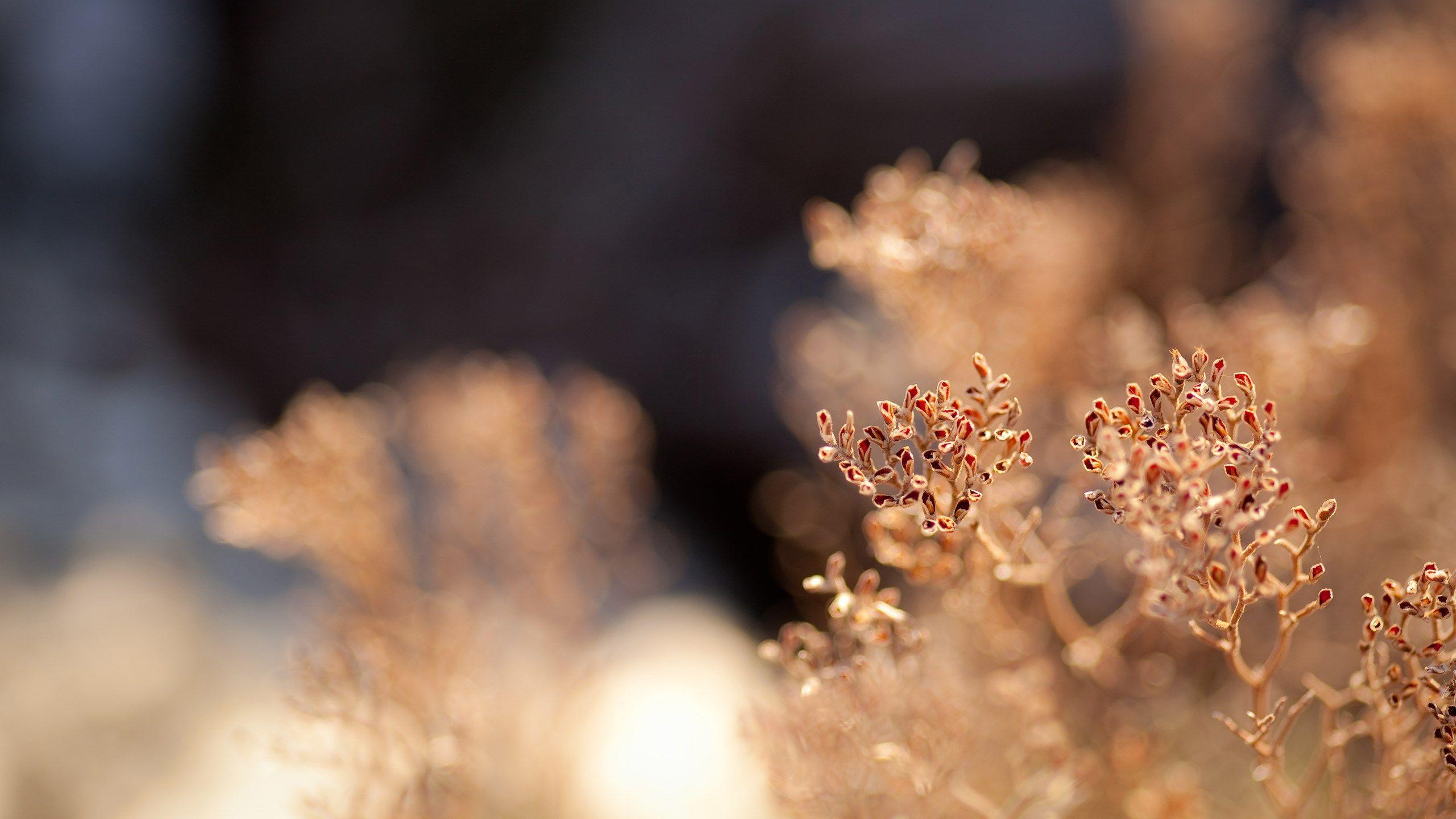 2560x1440 Macro Grass Plants Bokeh Blur Buds Autumn Nature Full Hd Wallpaper