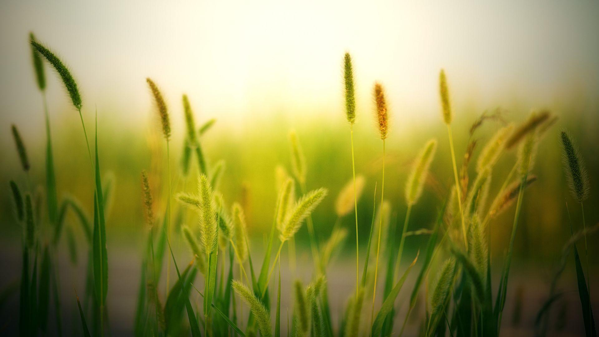 1920x1080 Desktop wallpaper blur, field, plants, meadow, nature, HD image, picture, background, 0a807b