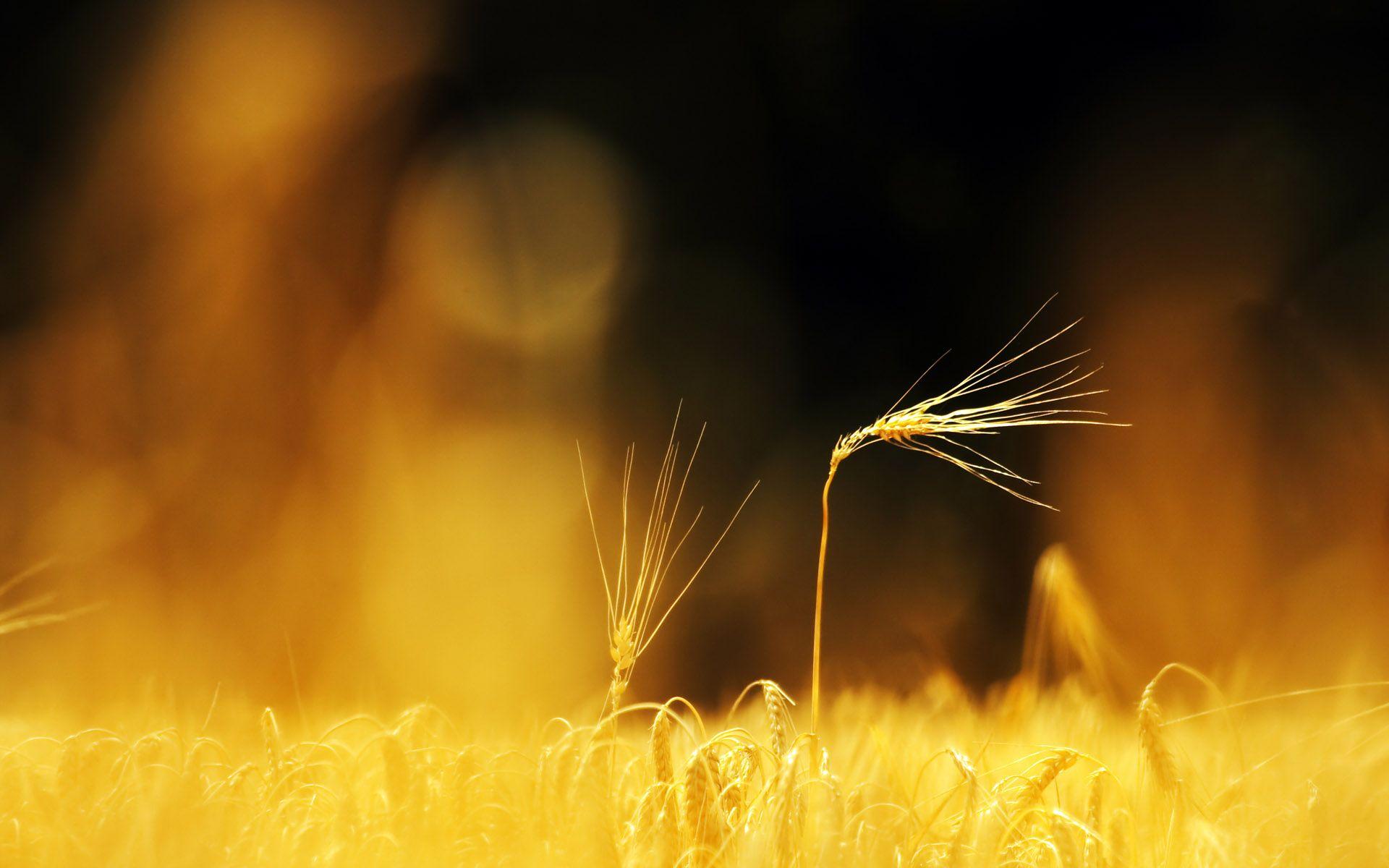 1920x1200 HD Blur Wallpaper