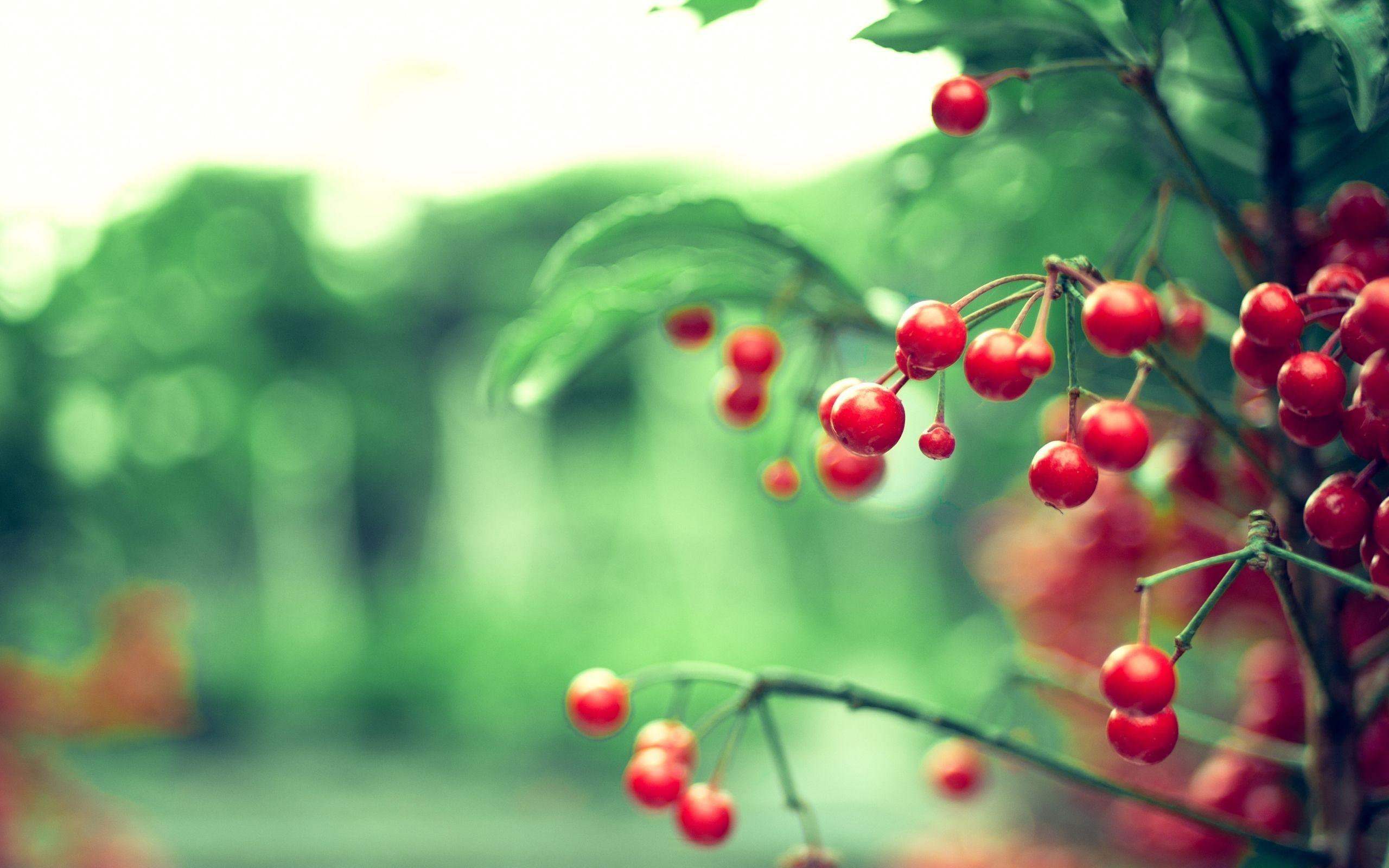 2560x1600 branch, branch, red, Berries, leaves, nature, Color, blurring, reflections, bokeh, background, wallpaper wallpaper desktop background
