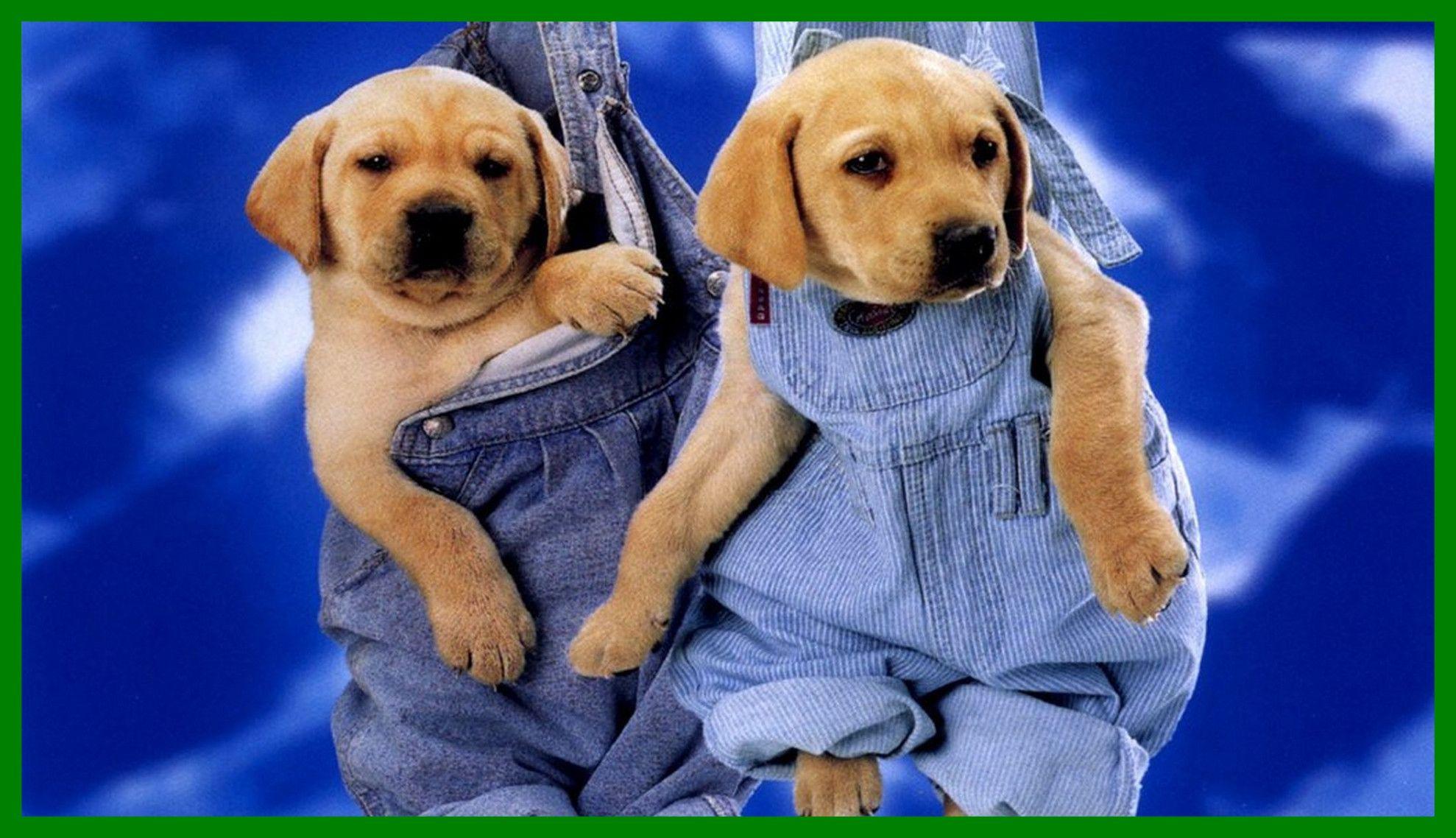 Cute Puppy Wallpapers - Top Free Cute Puppy Backgrounds - WallpaperAccess