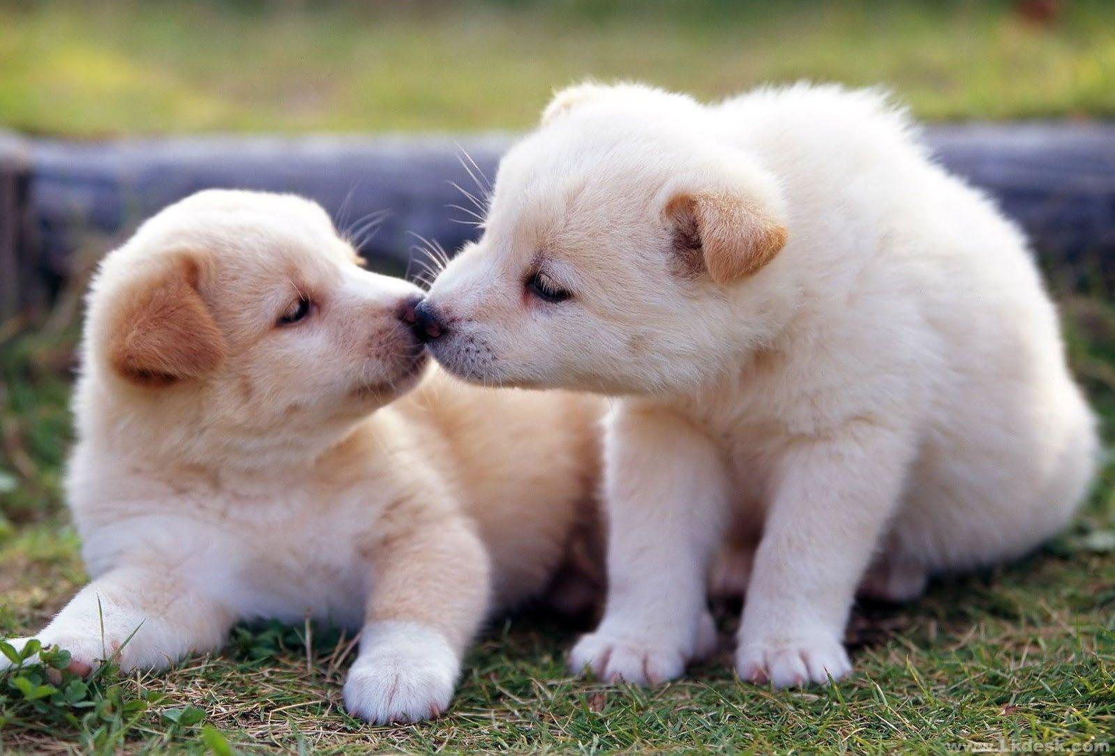 Cute Puppy Wallpapers - Top Free Cute Puppy Backgrounds - WallpaperAccess