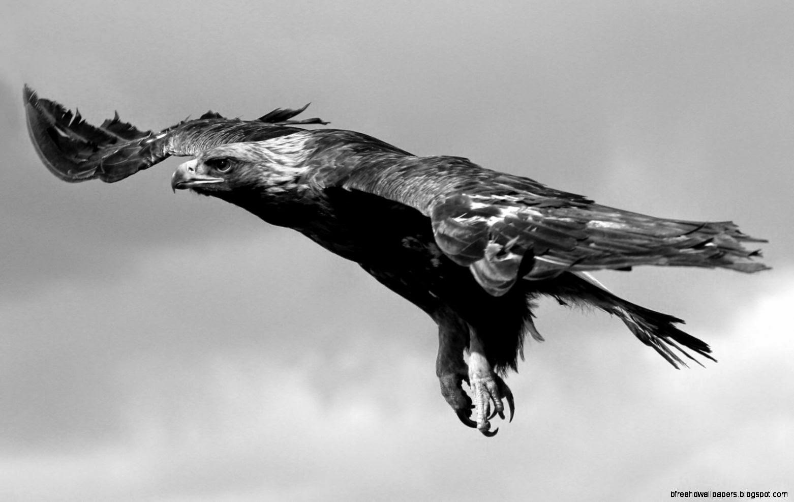 Eagle Minimalist Wallpapers - Top Free Eagle Minimalist Backgrounds