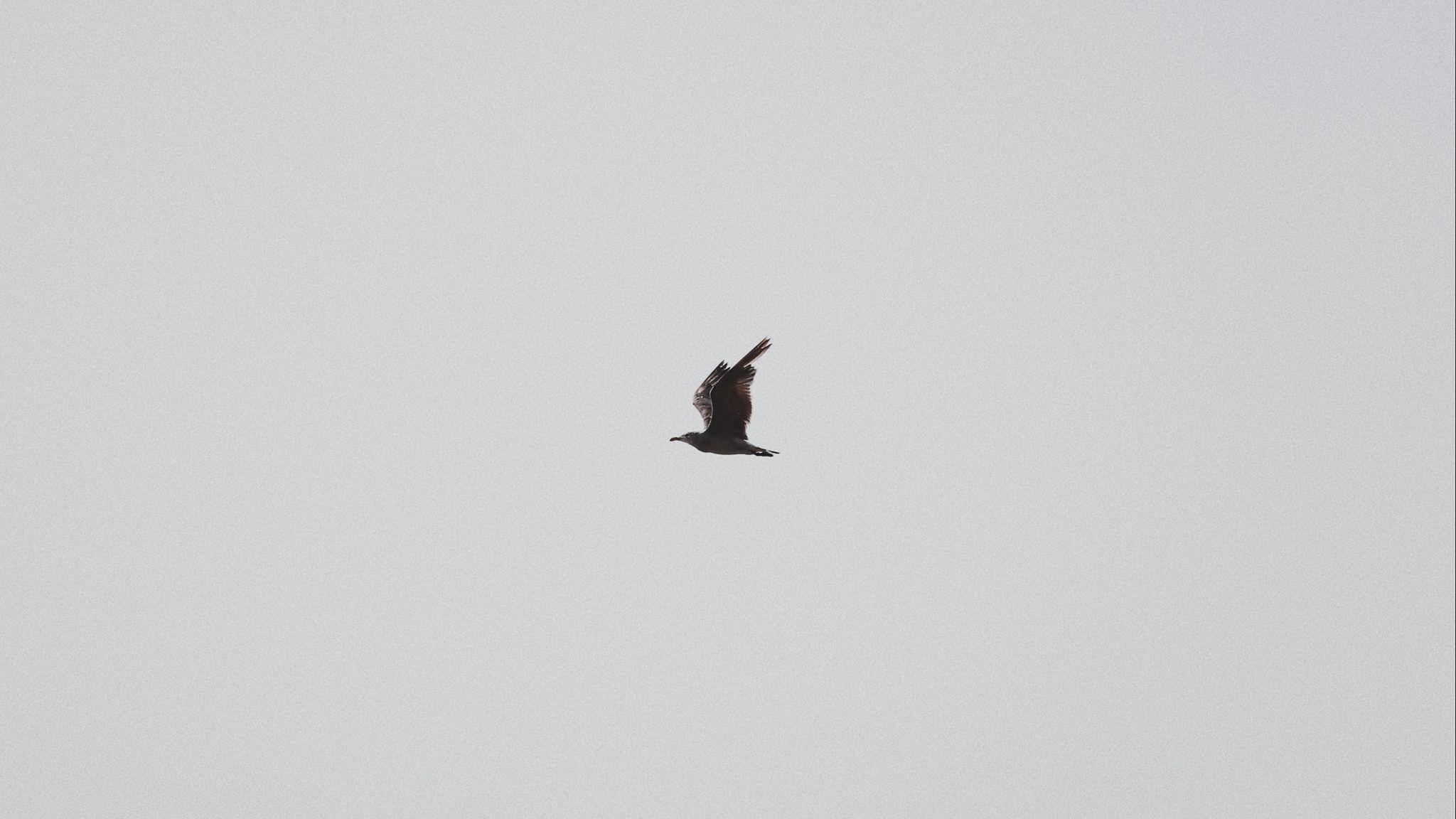 Eagle Minimalist Wallpapers - Top Free Eagle Minimalist Backgrounds