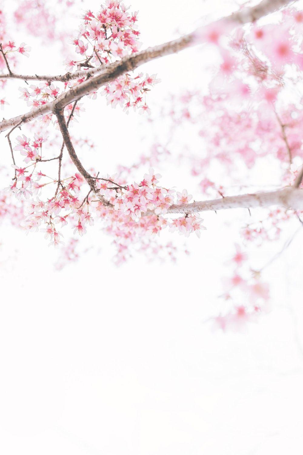 1000x1500 Cherry Blossom Wallpaper: Free HD Download [HQ]
