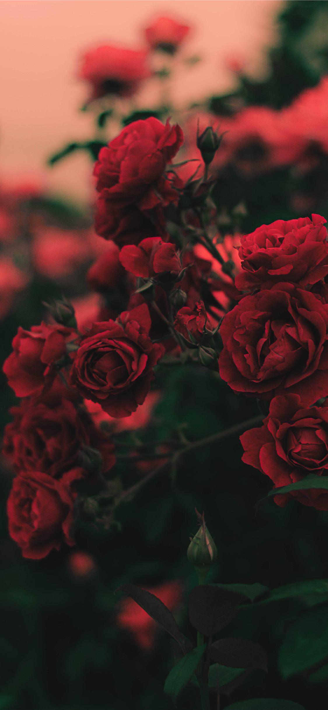 1125x2436 Flower Wallpaper Free HD Wallpaper