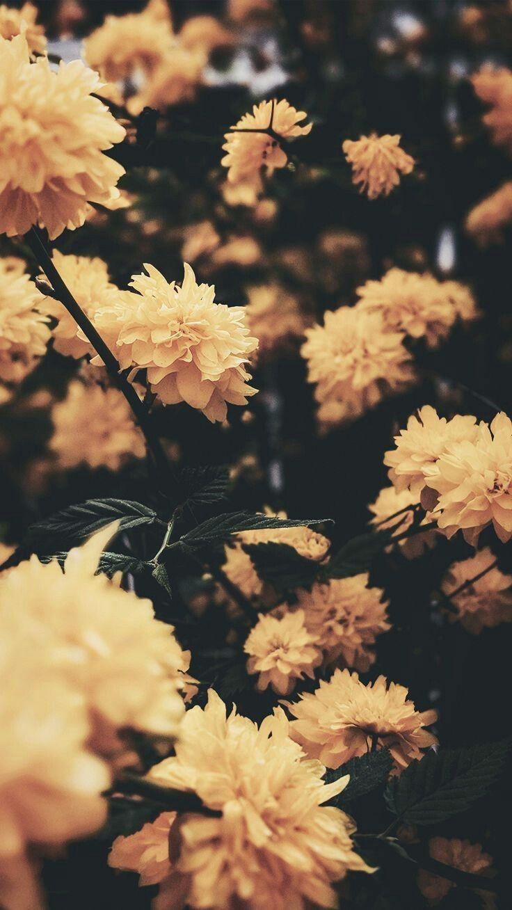 736x1308 aesthetic wallpaper