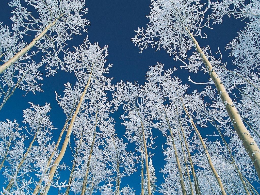Bing Winter Wallpapers - Top Free Bing Winter Backgrounds - WallpaperAccess