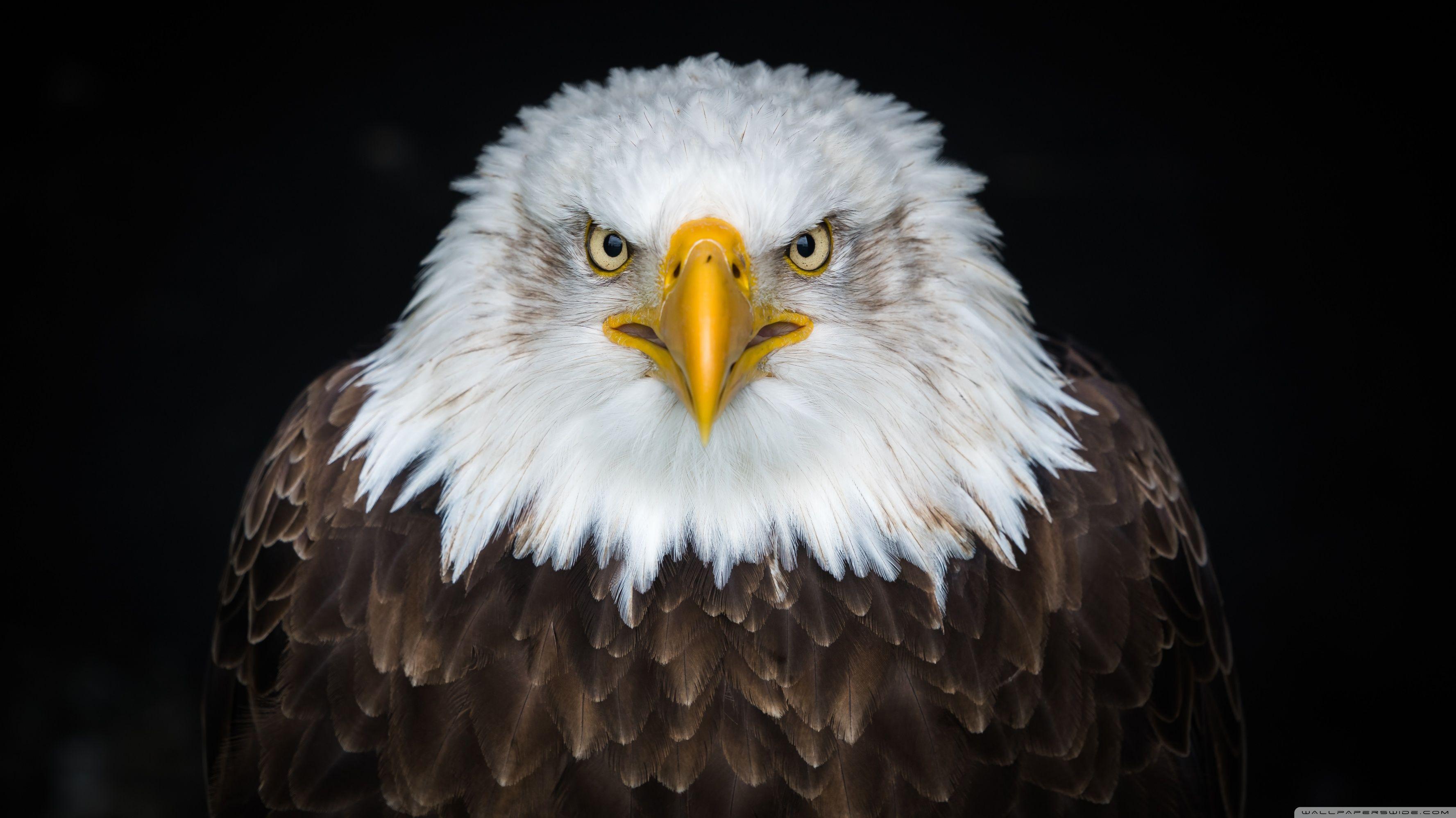 3554x1999 American Bald Eagle Ultra HD Desktop Background Wallpaper for : Widescreen & UltraWide Desktop & Laptop : Multi Display, Dual & Triple Monitor : Tablet