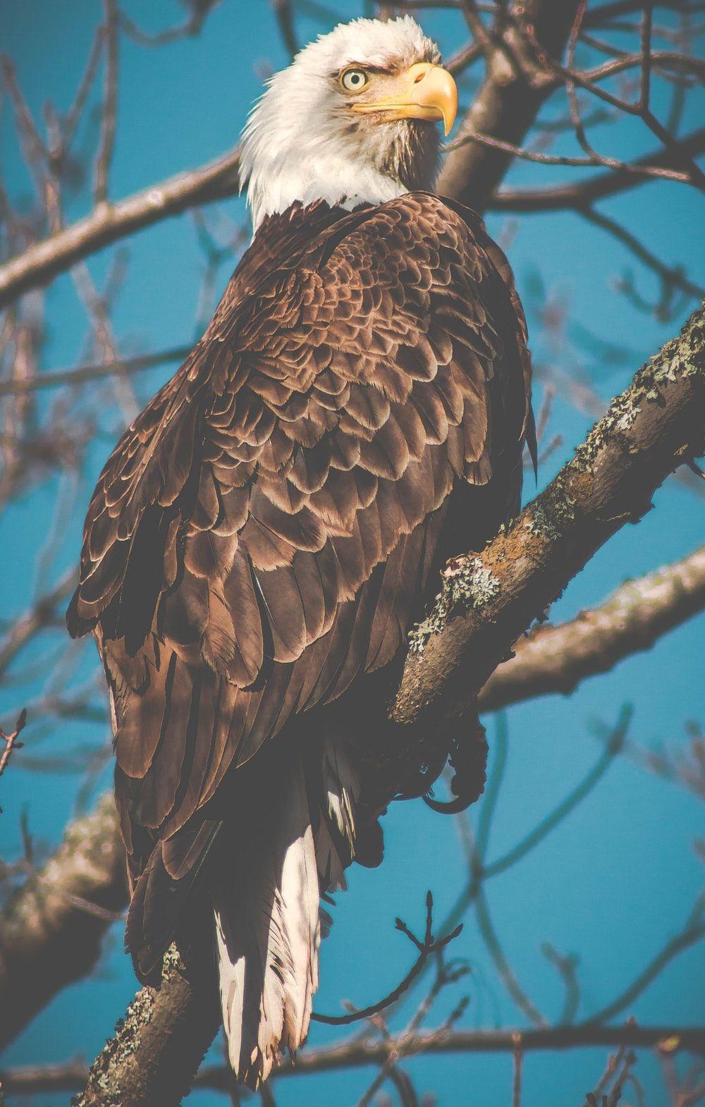 1000x1570 Bald Eagle Picture [HD]. Download Free Image