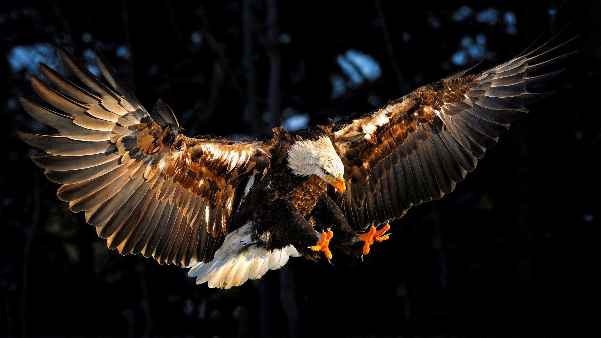 1920x1080 1920x1080 Bald Eagle, Bird, Claws, Eagle, Flying. Mocah.org HD Desktop Wallpaper